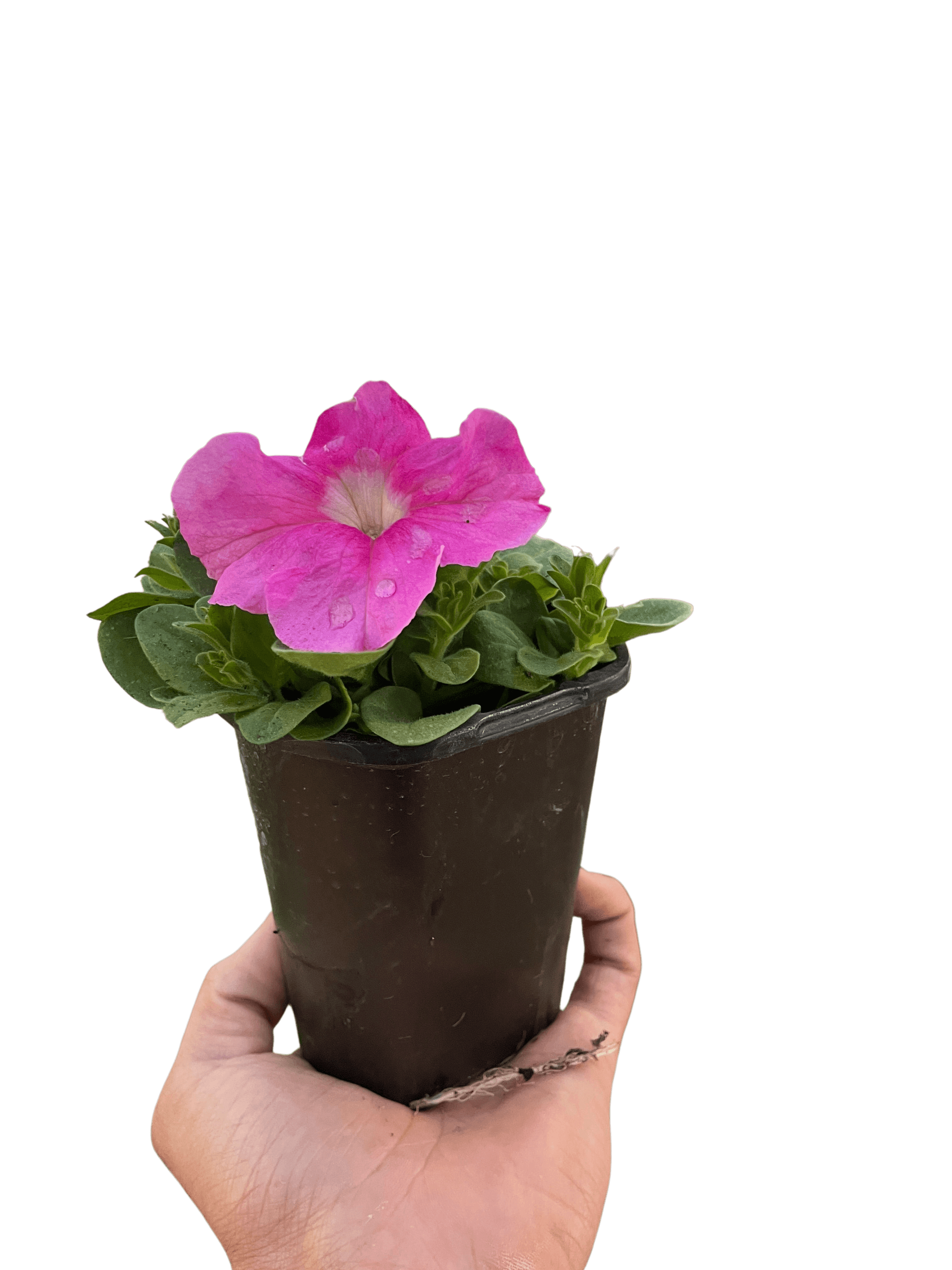Potted pink petunia plant in a dark plastic pot held in a hand
