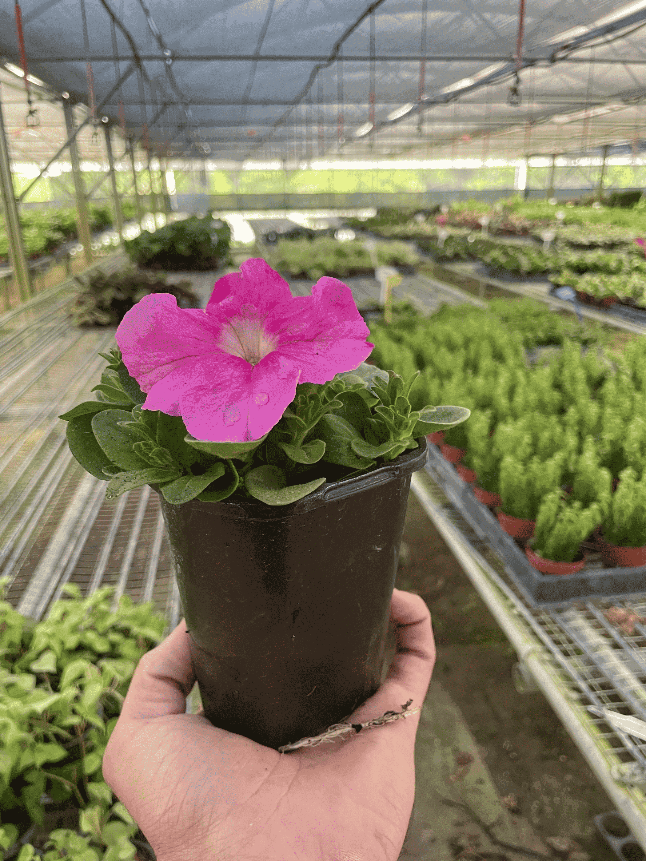 Hand-held potted pink petunia plant with green leaves and a dark pot