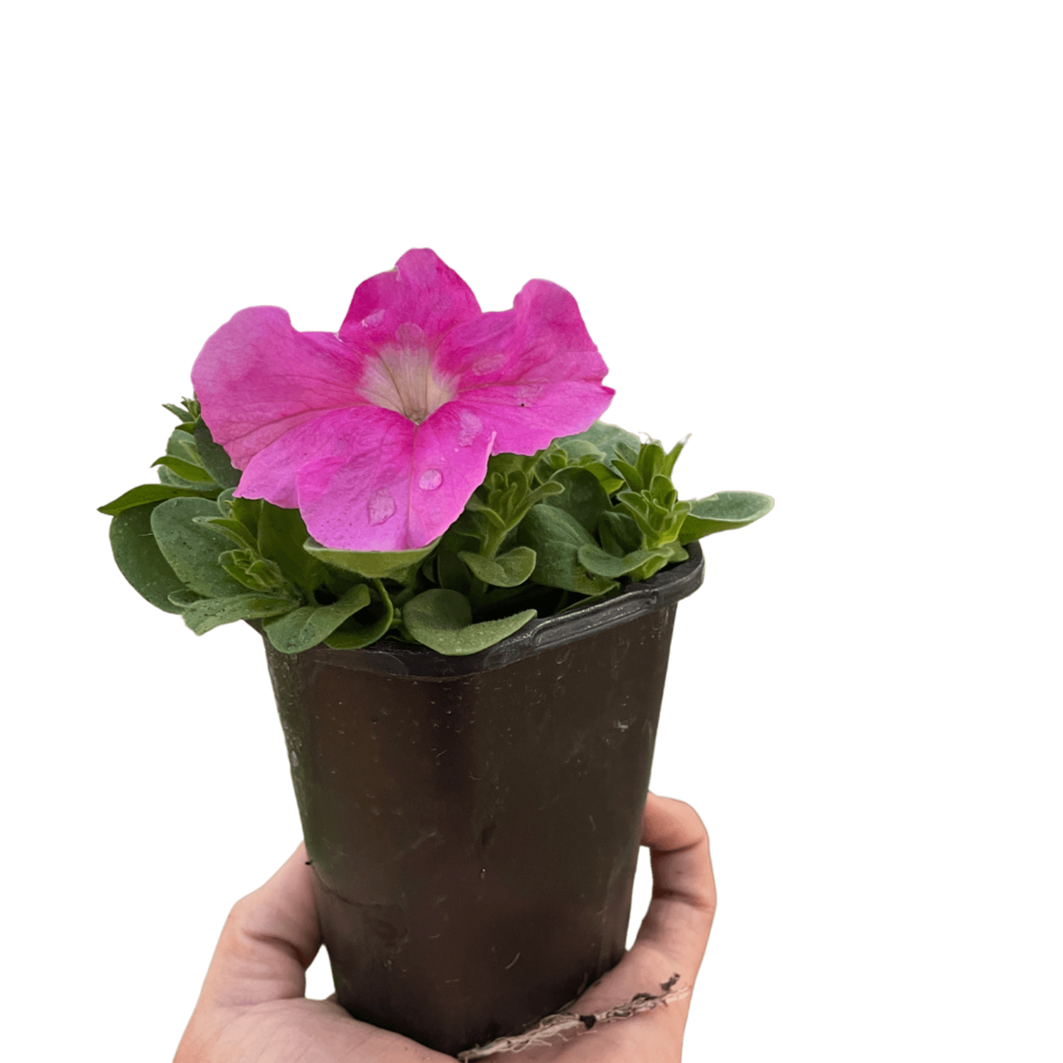 Potted pink petunia with large blooms and green foliage in a dark plastic pot
