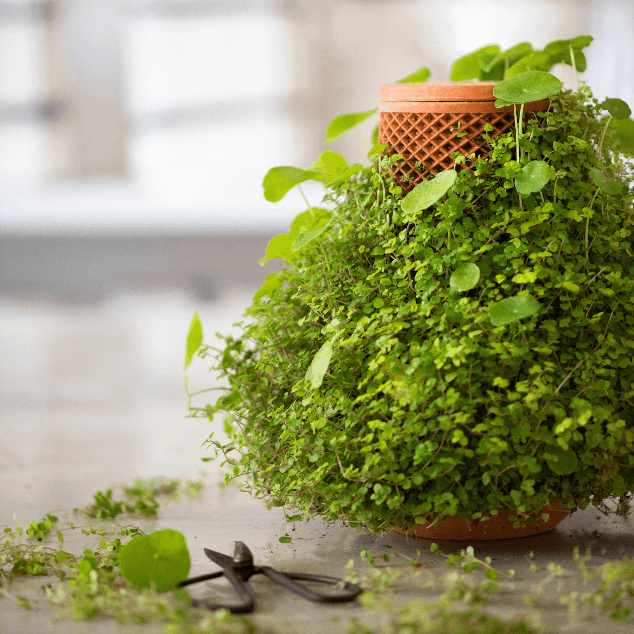 Terracotta self-watering planter with a dense green trailing plant
