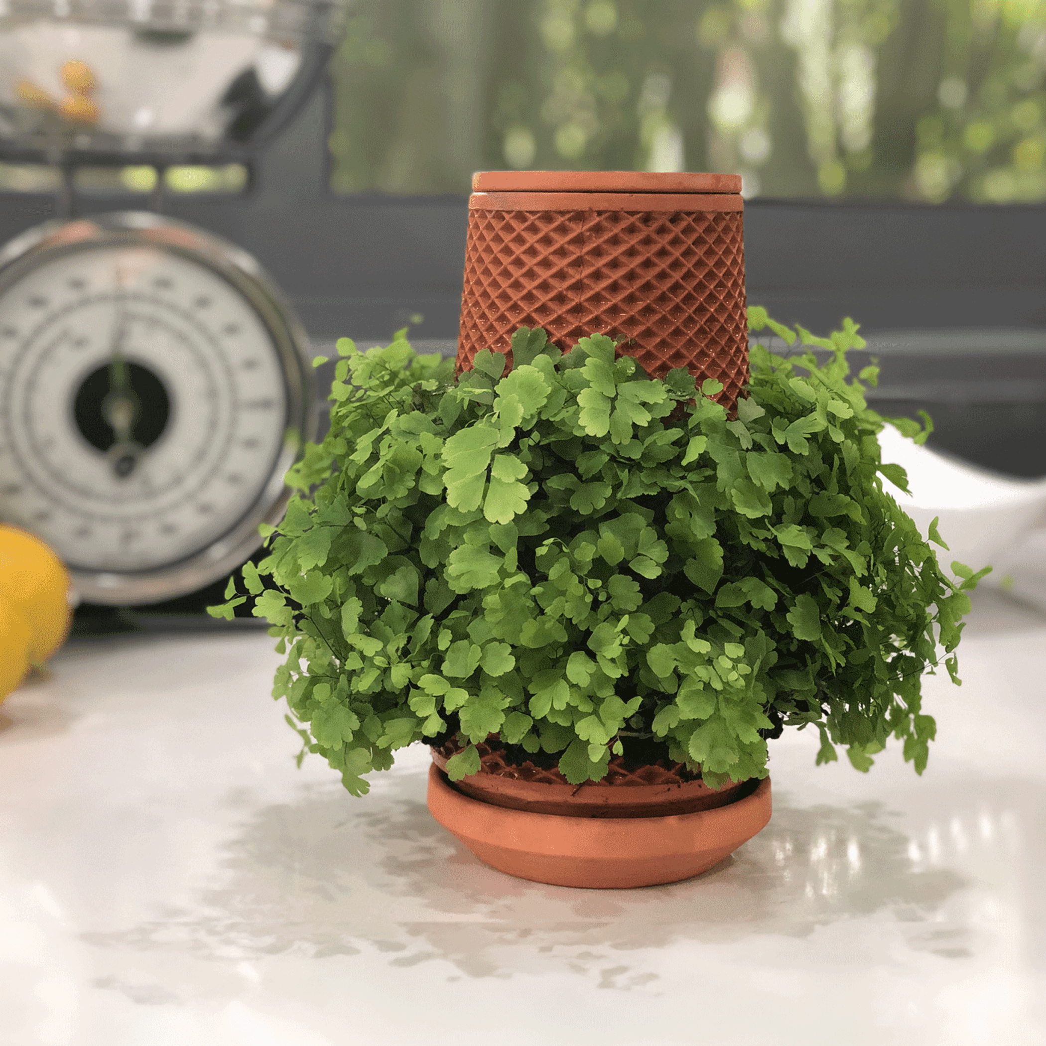 Terracotta self-watering planter with textured body and a green leafy plant