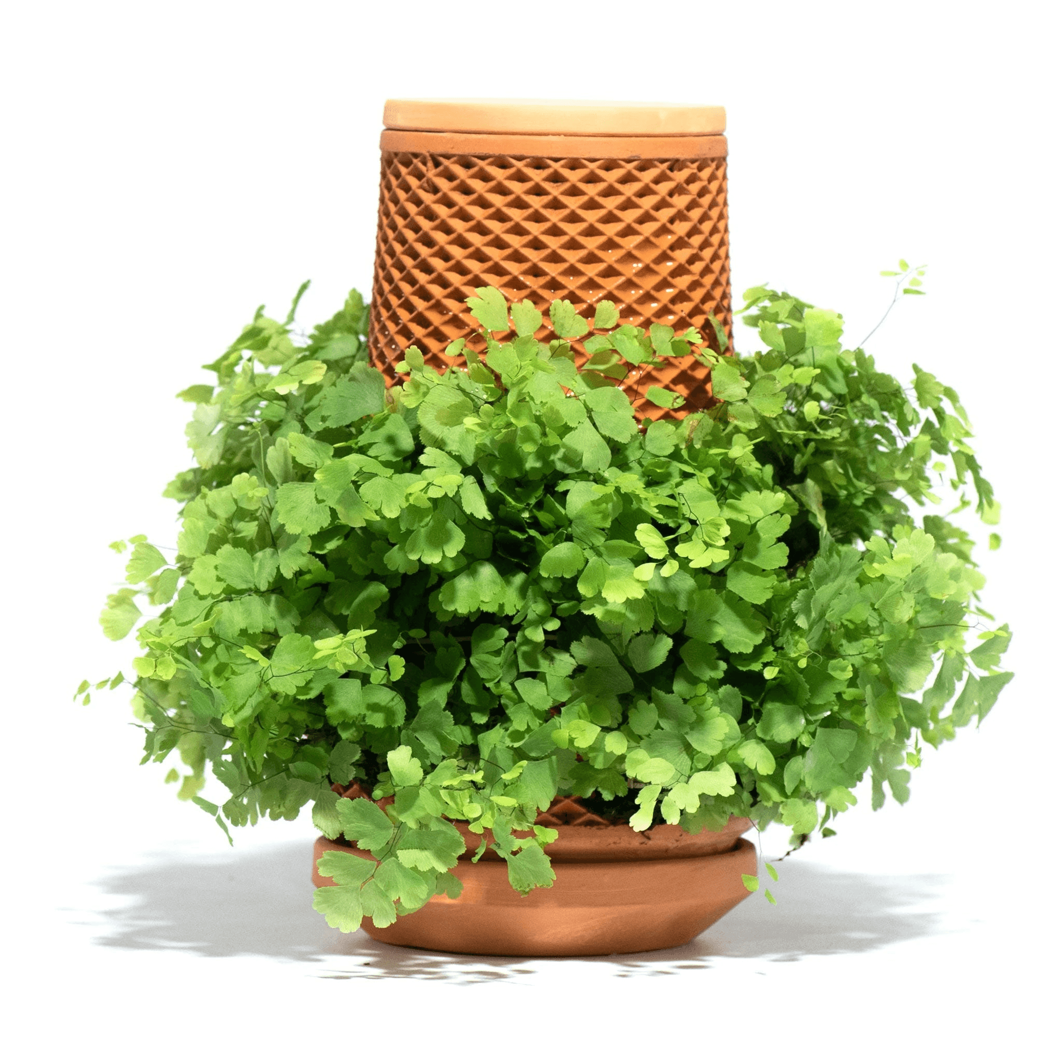 Terracotta self-watering planter holding a lush green plant under a domed lid