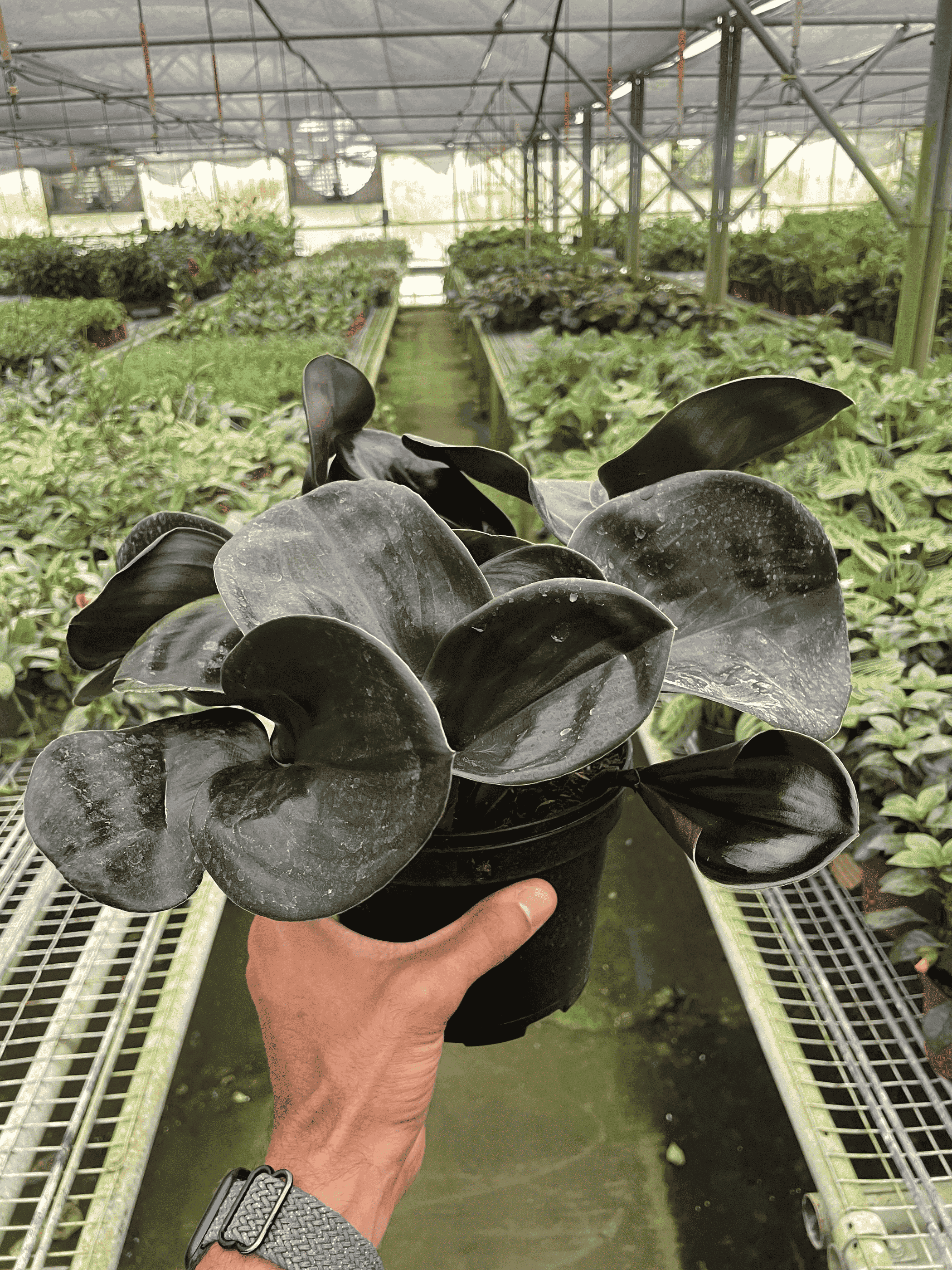 Geogenanthus 'Ciliatus' plant in dark pot, dark velvety leaves with silvery speckles