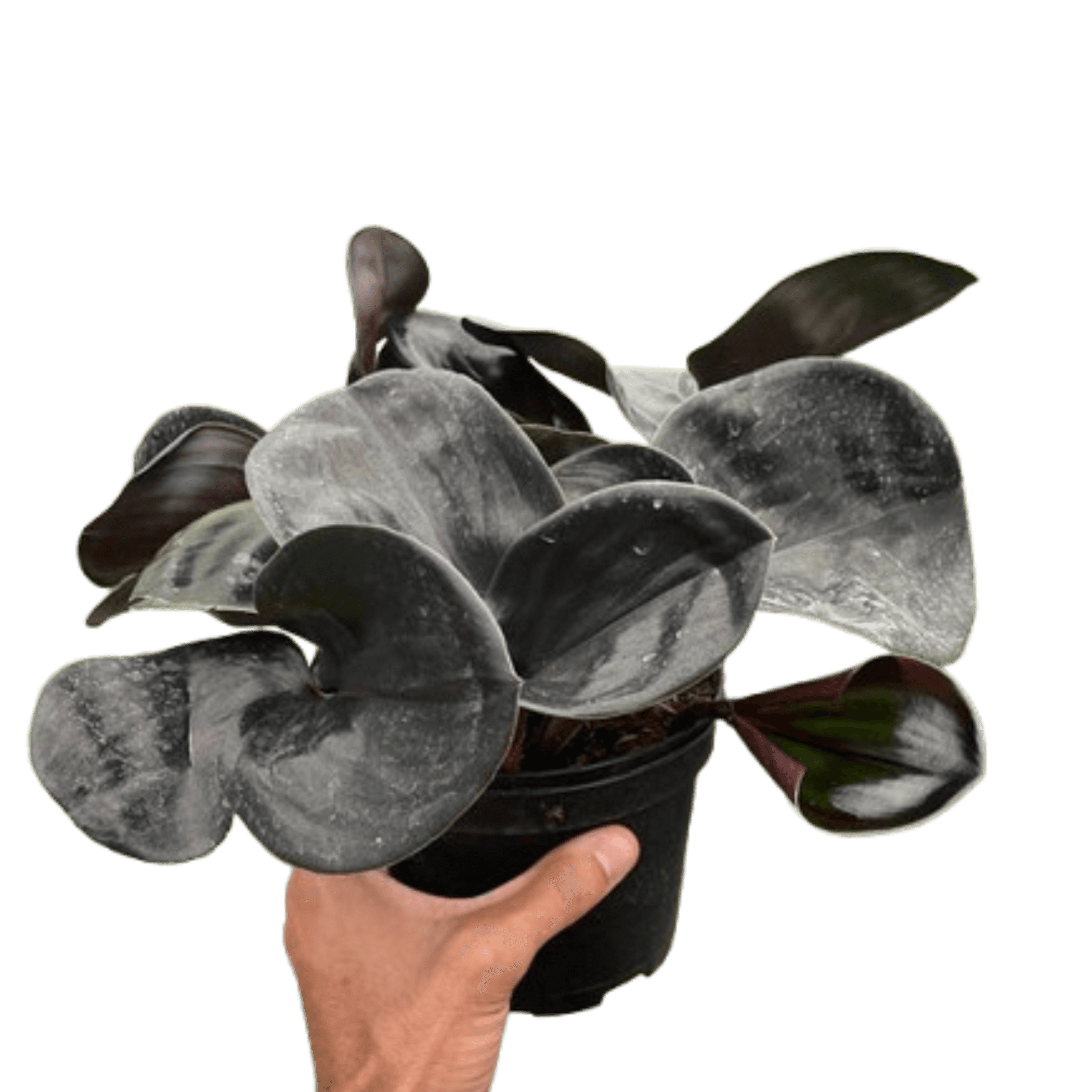 Geogenanthus 'Ciliatus' plant in dark pot, broad dark leaves with silvery speckling