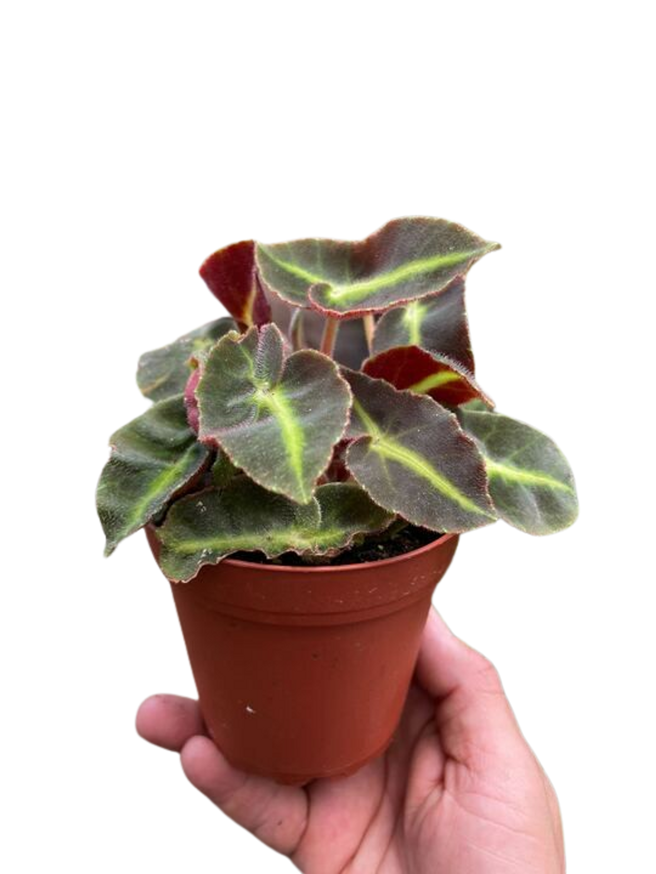 Begonia 'Striped' - Garden
