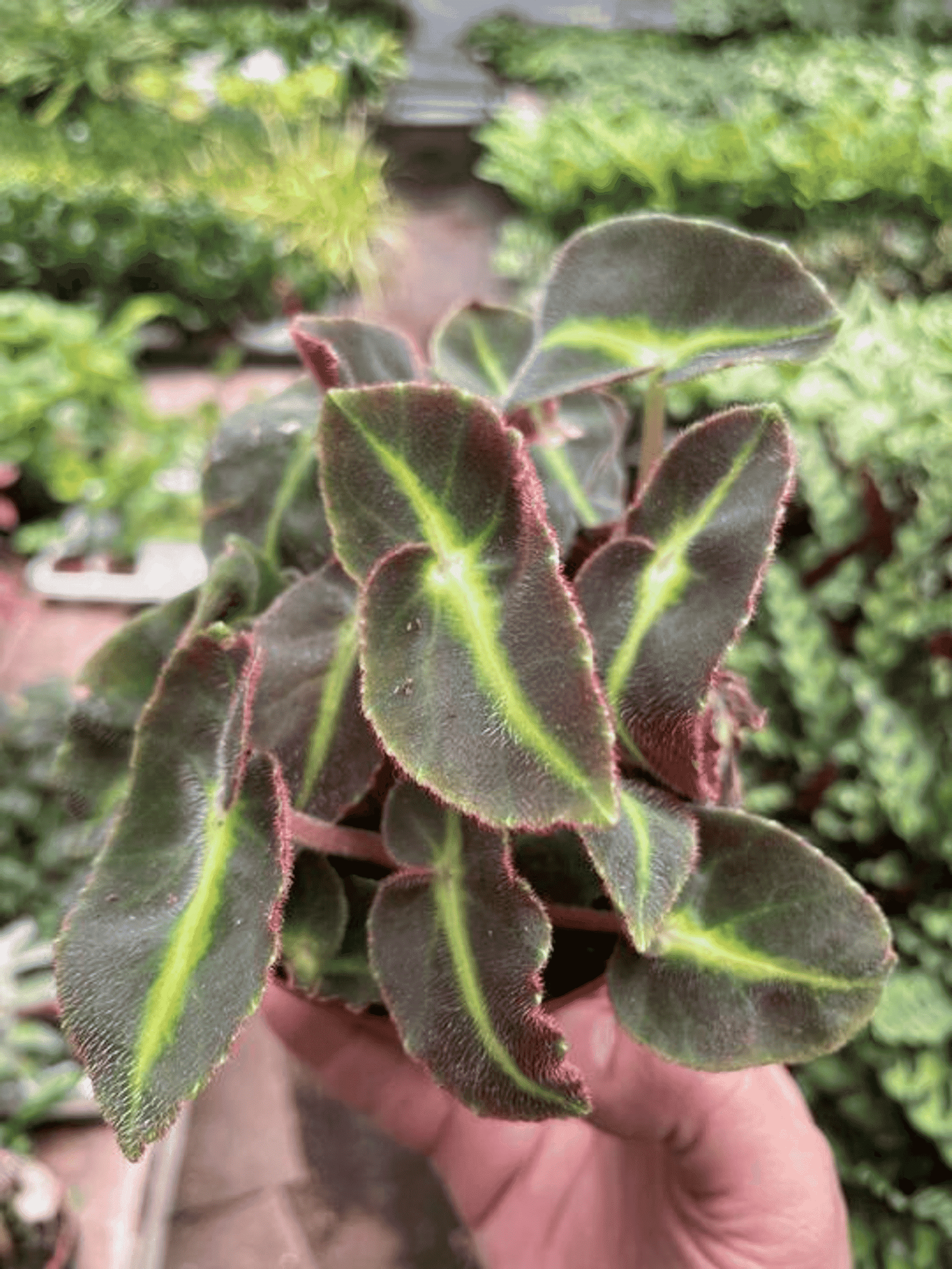 Begonia 'Striped' - Garden