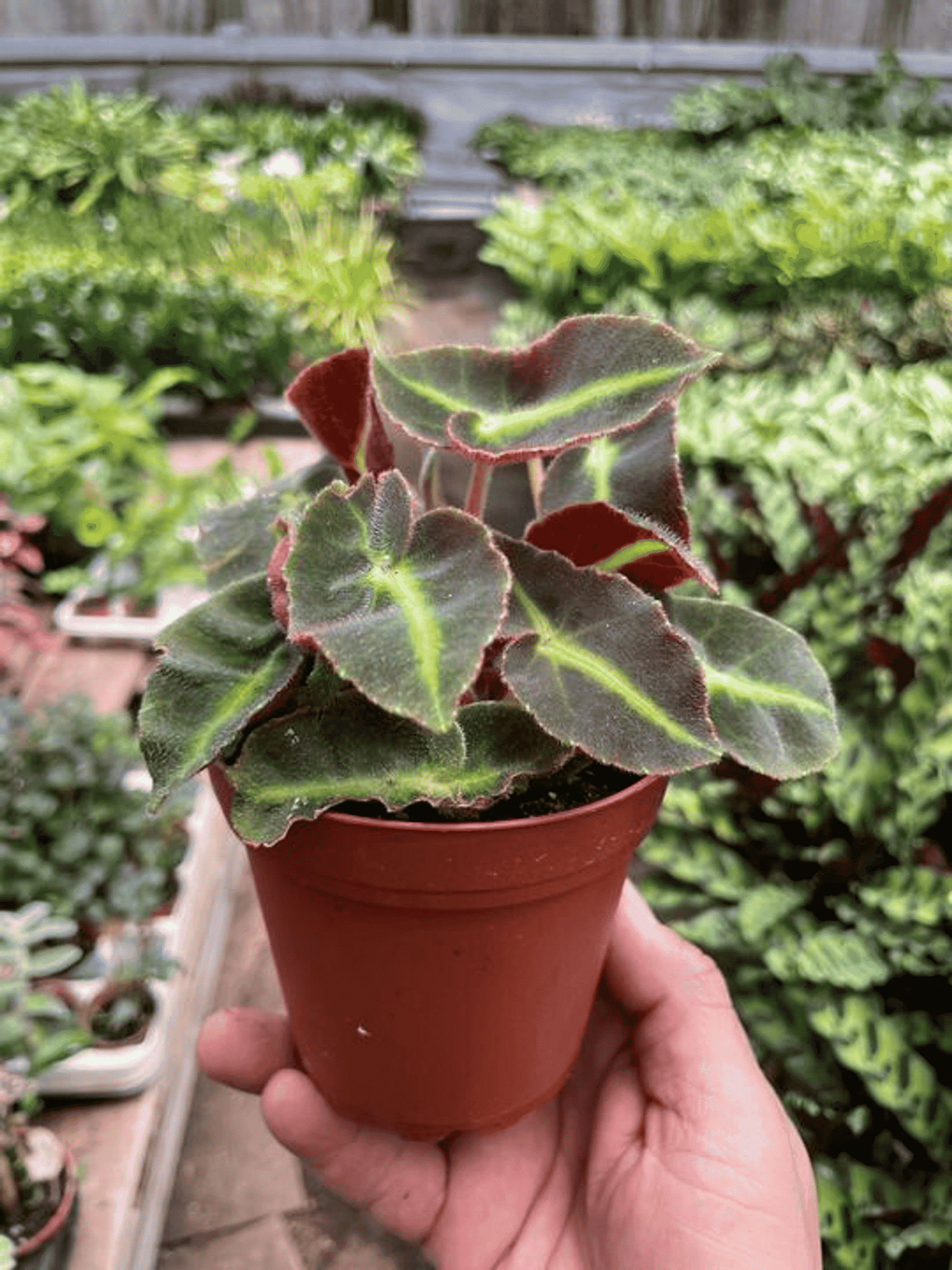 Begonia 'Striped' - Garden