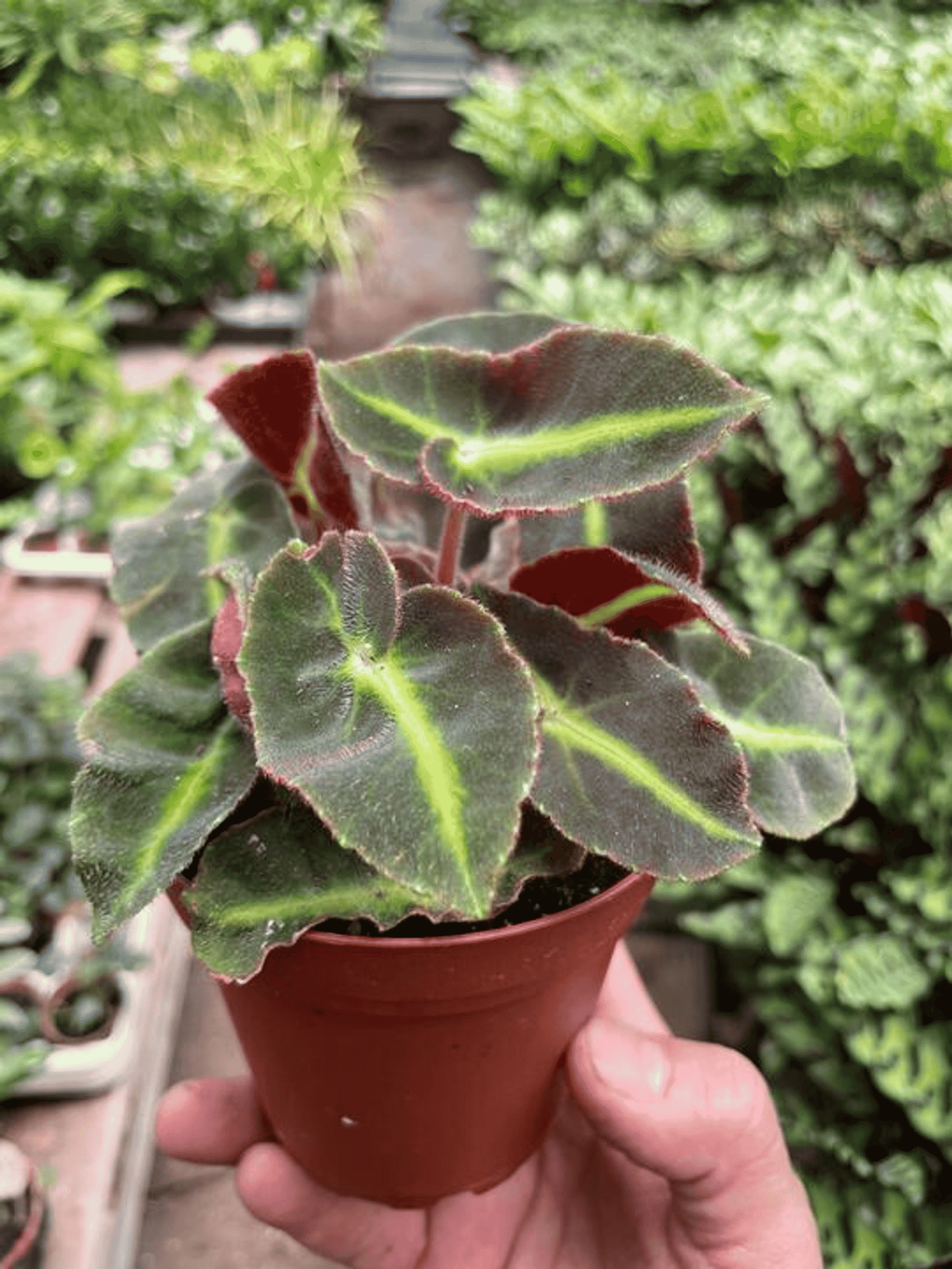 Begonia 'Striped' - Garden
