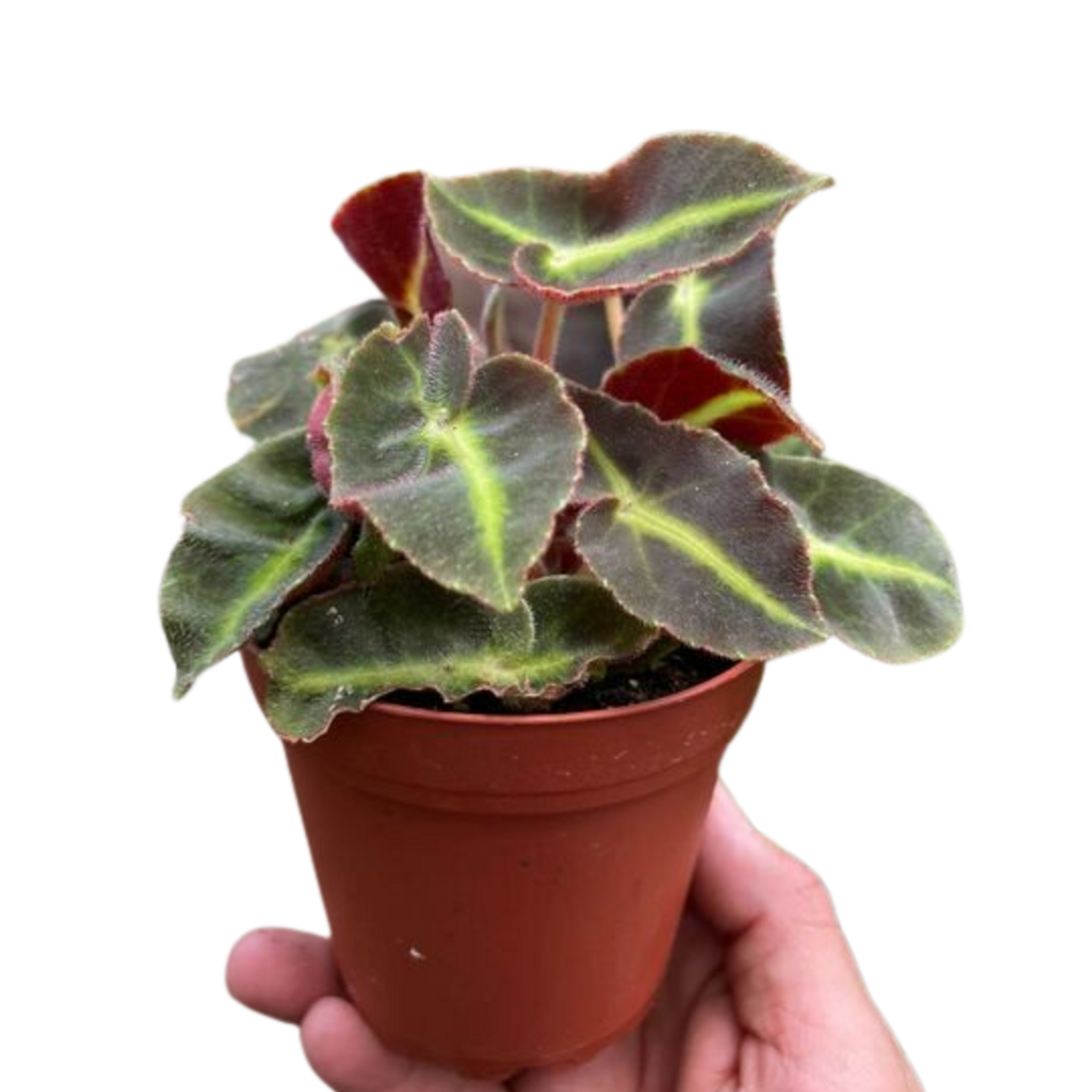 Begonia 'Striped' - Garden