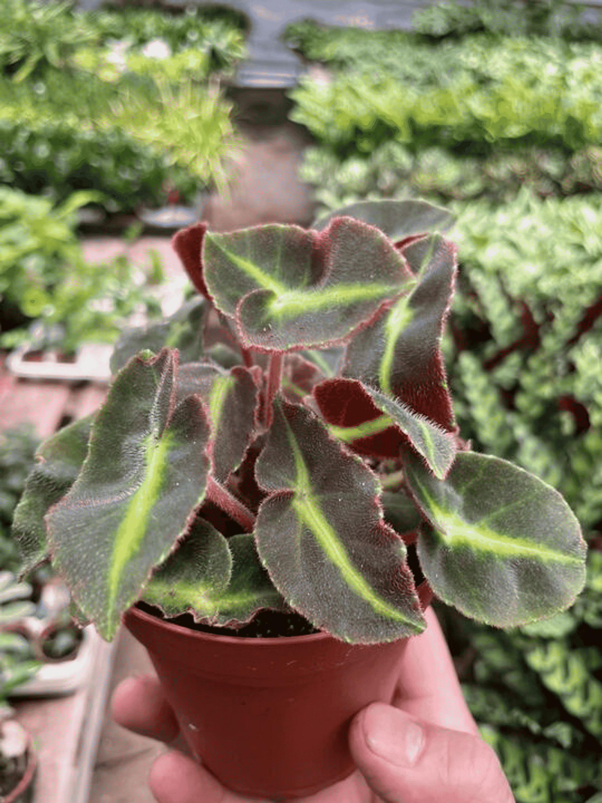 Begonia 'Striped' - Garden