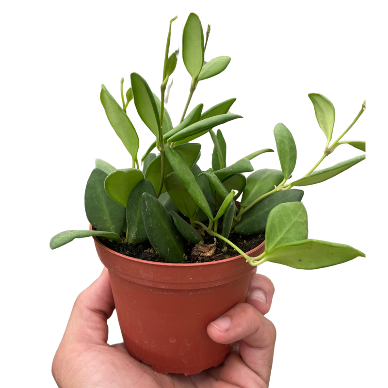 Succulent plant in terracotta pot with upright green leaves, hand holding the pot