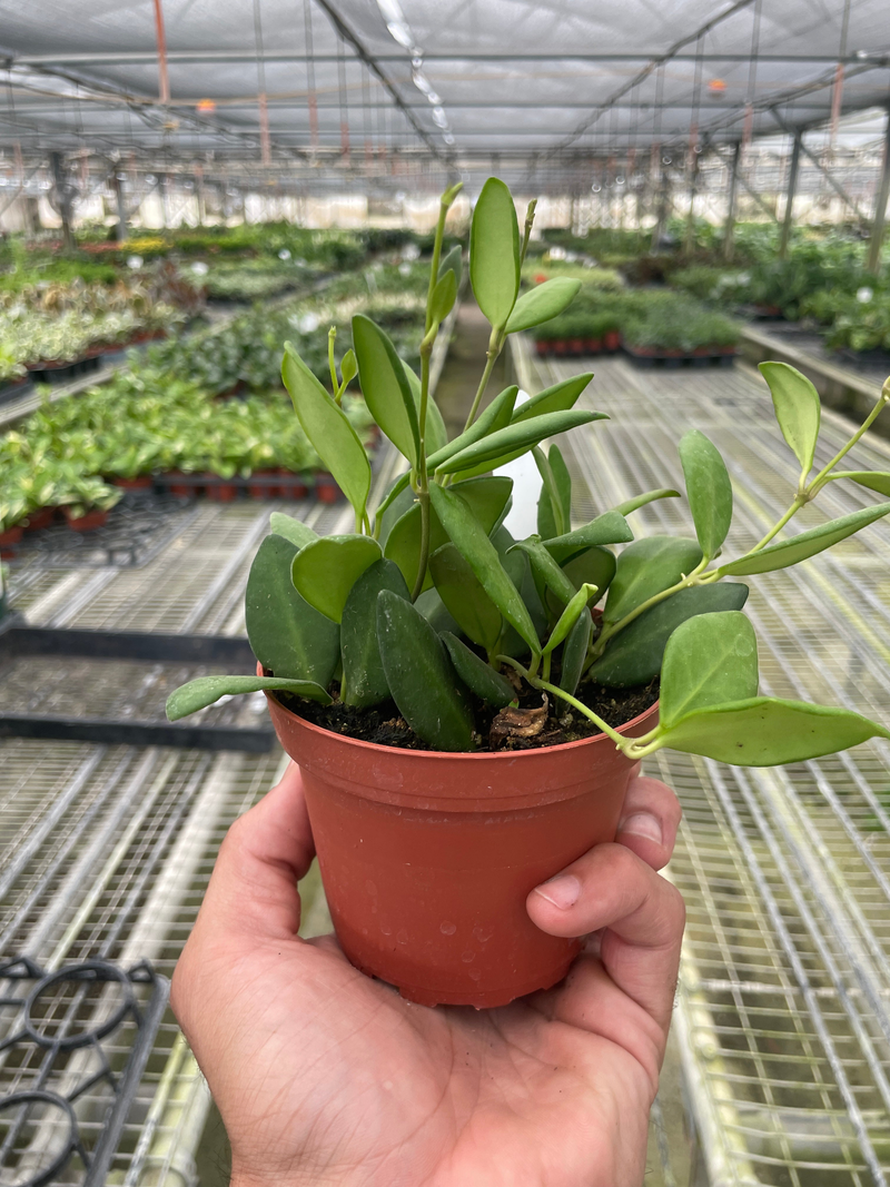 Succulent plant in terracotta pot with broad green leaves, held by a hand