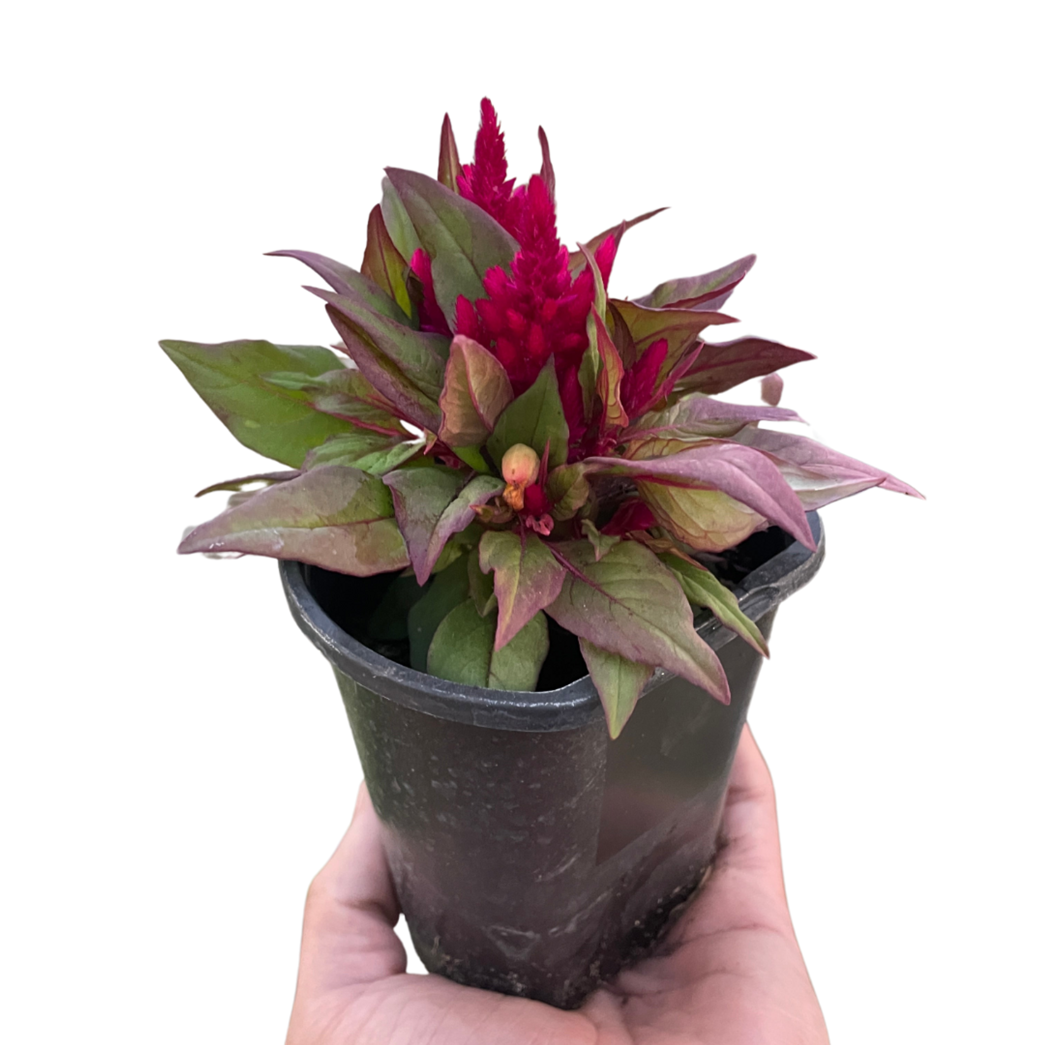 Celosia - Garden