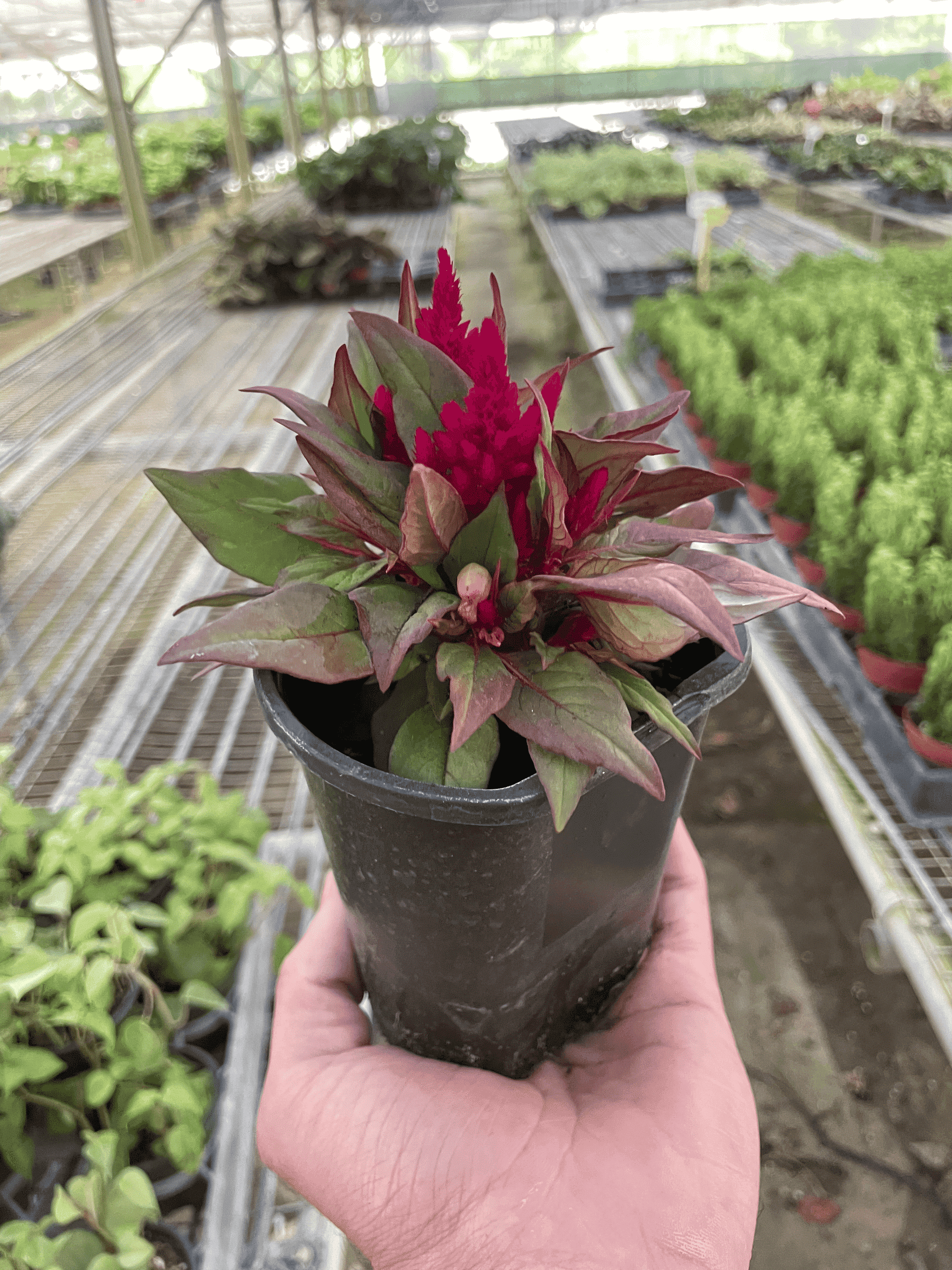 Celosia - Garden