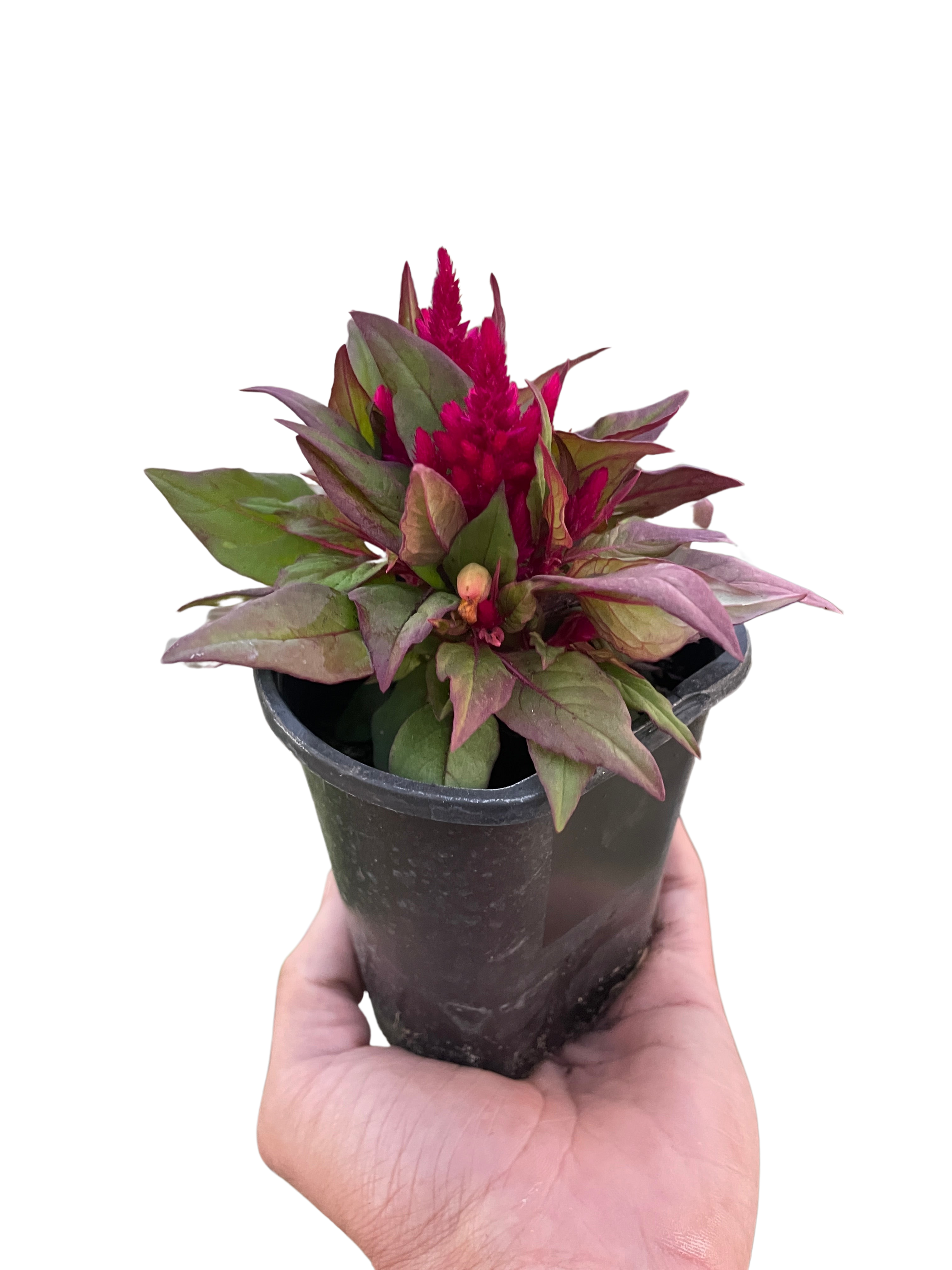 Celosia - Garden