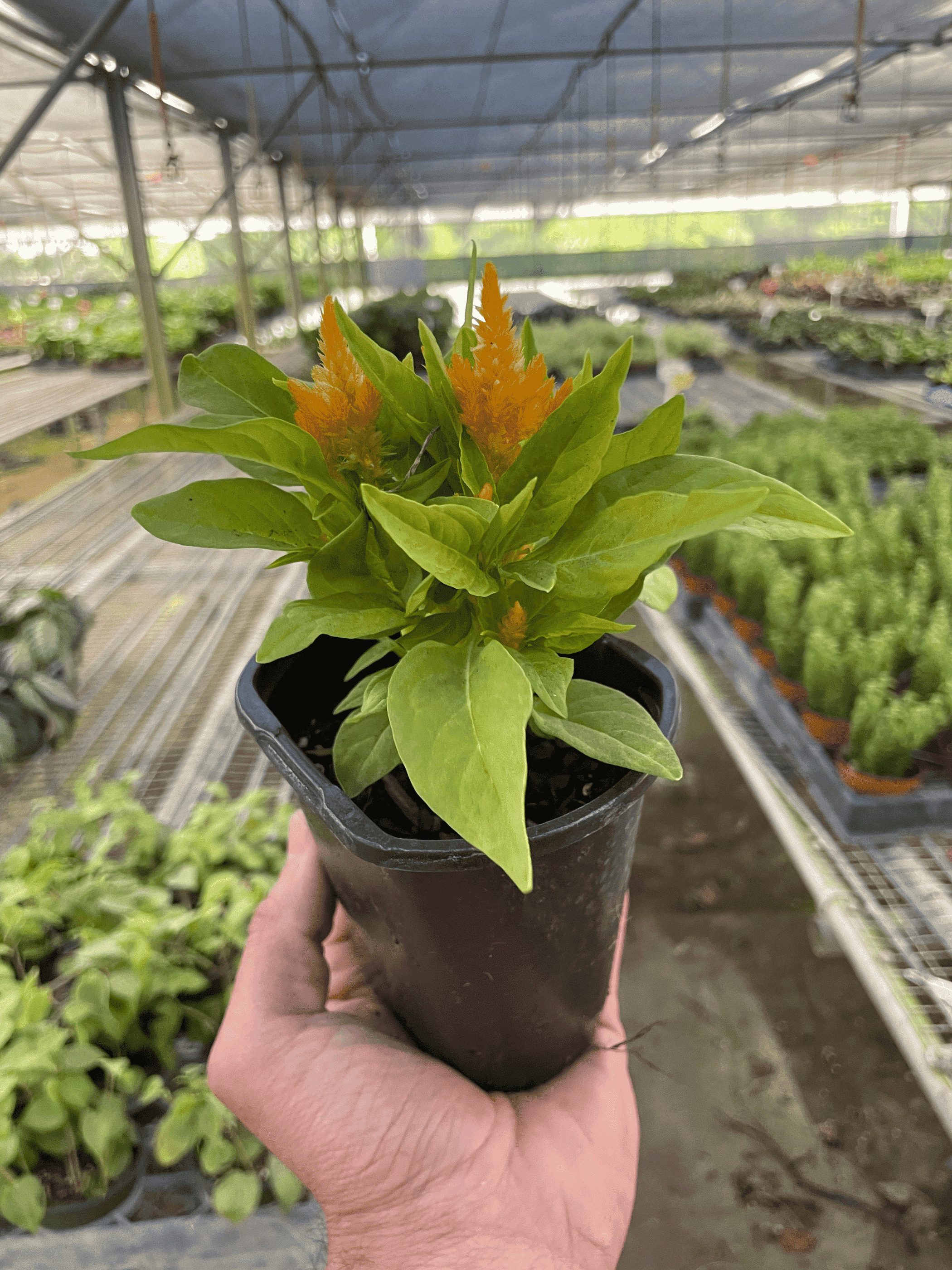 Celosia - Garden