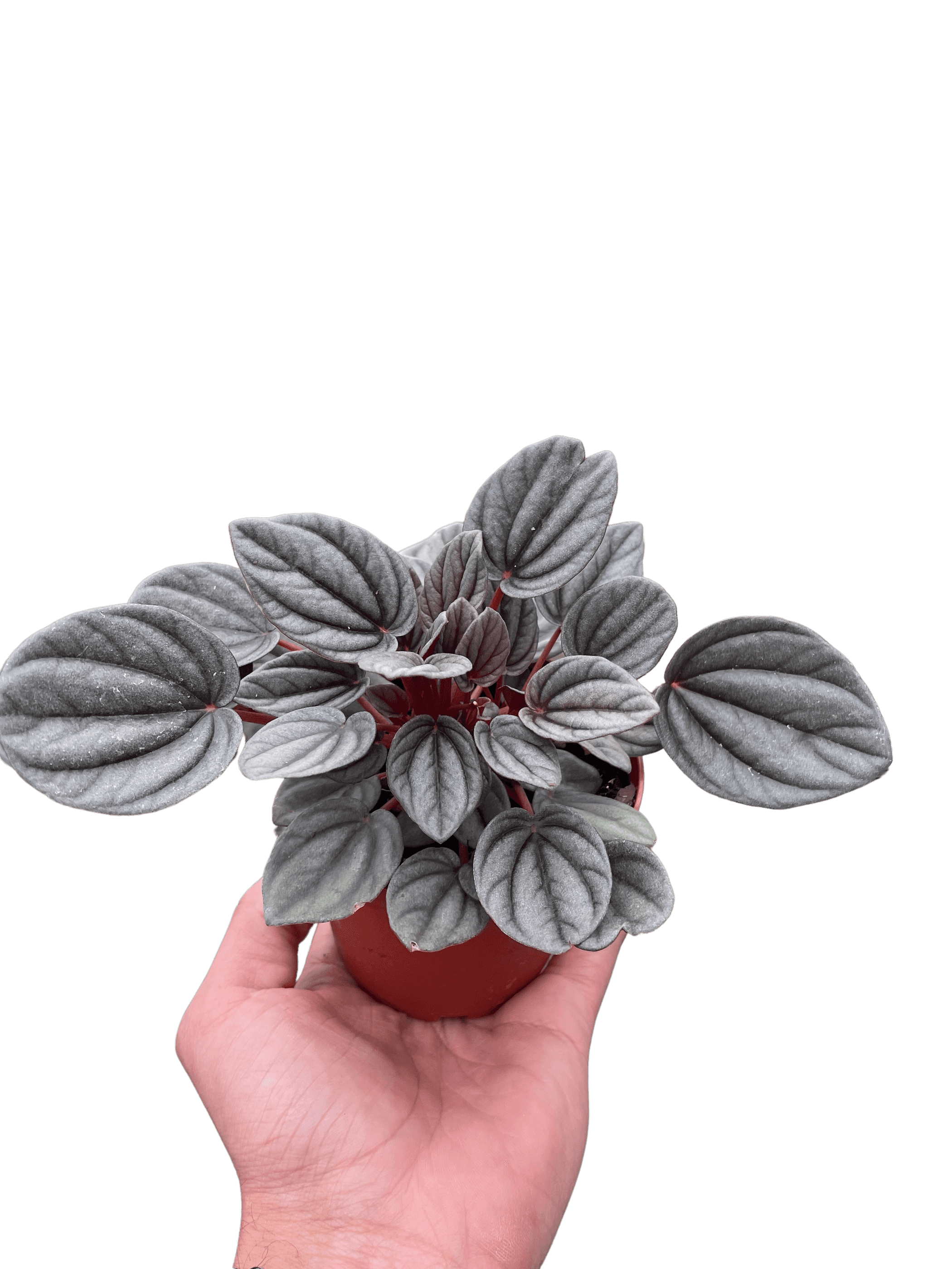 Peperomia 'Mendoza' plant in red pot, broad gray velvety leaves with dark stems