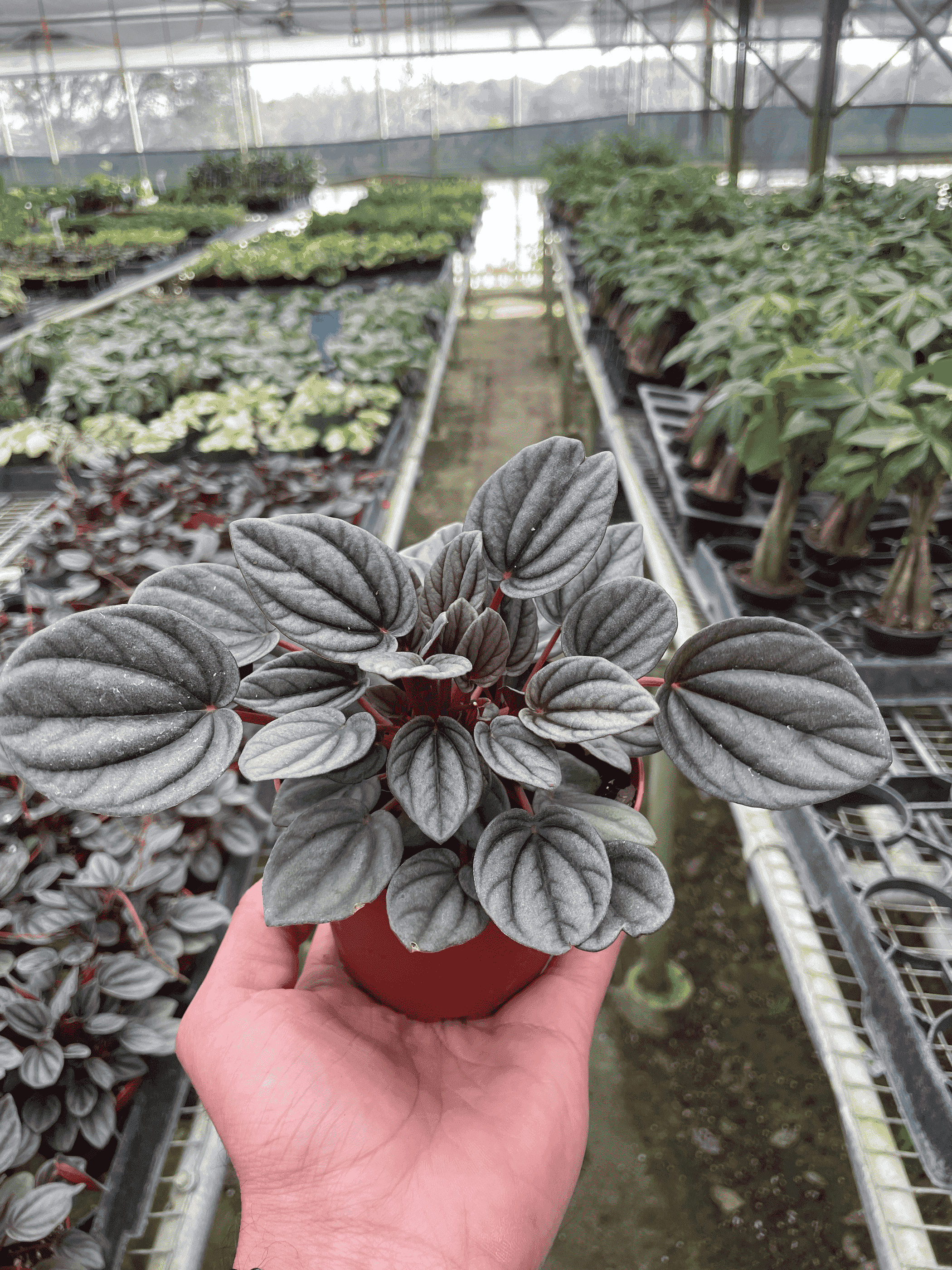 Peperomia 'Mendoza' plant in red pot, large gray leaves with red veining