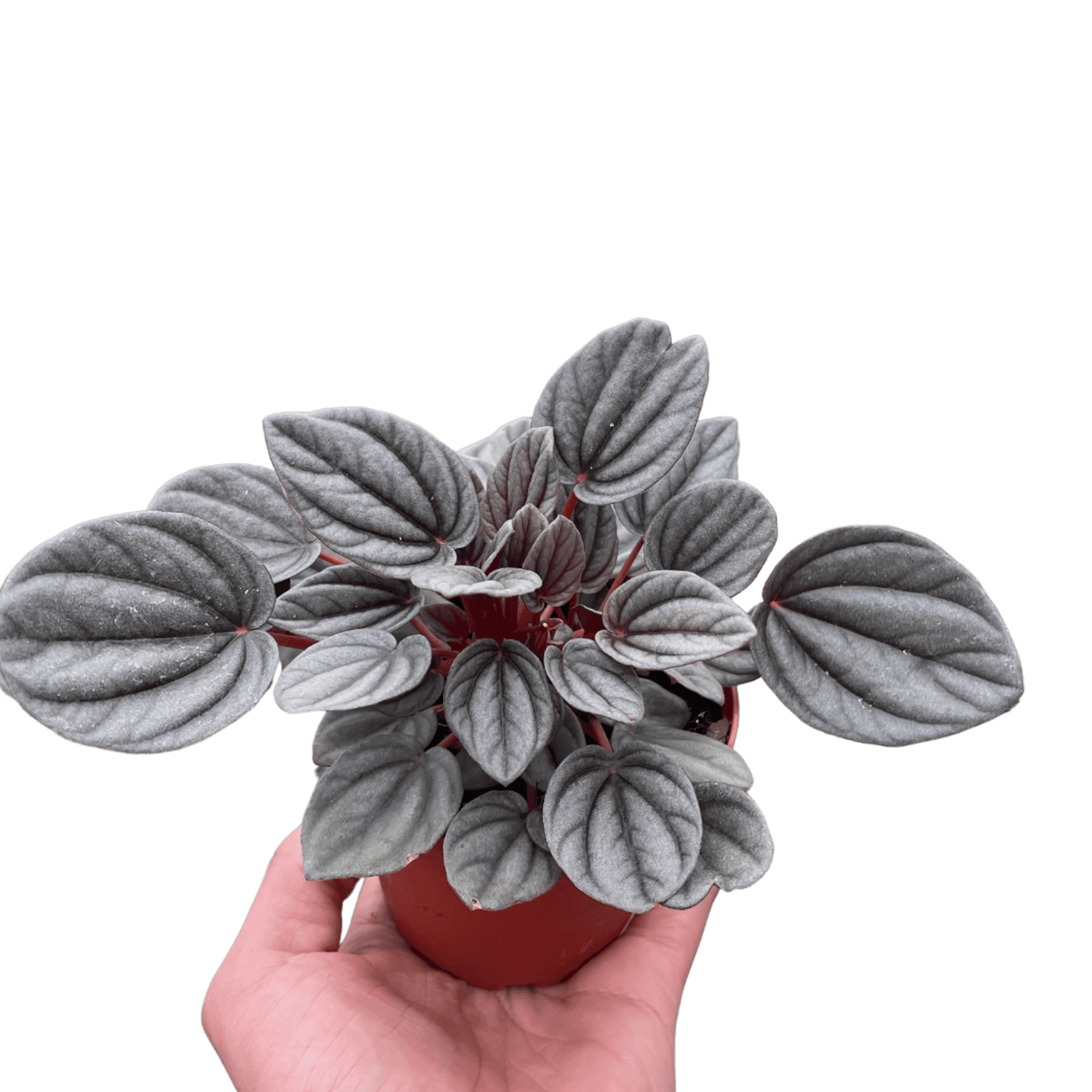 Peperomia 'Mendoza' plant in red pot, wide gray leaves with lighter center markings