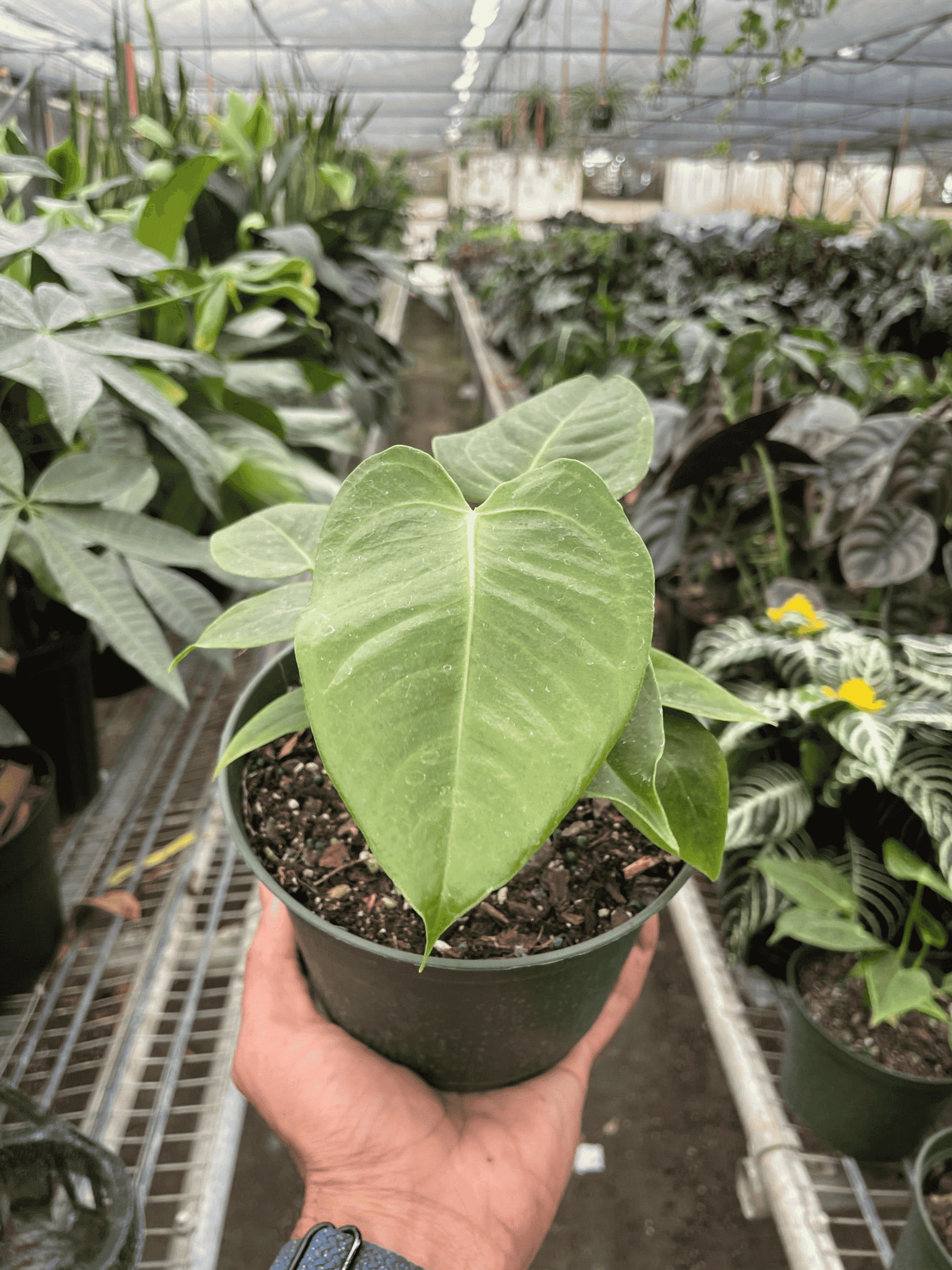 Anthurium 'Veitchii' - Garden