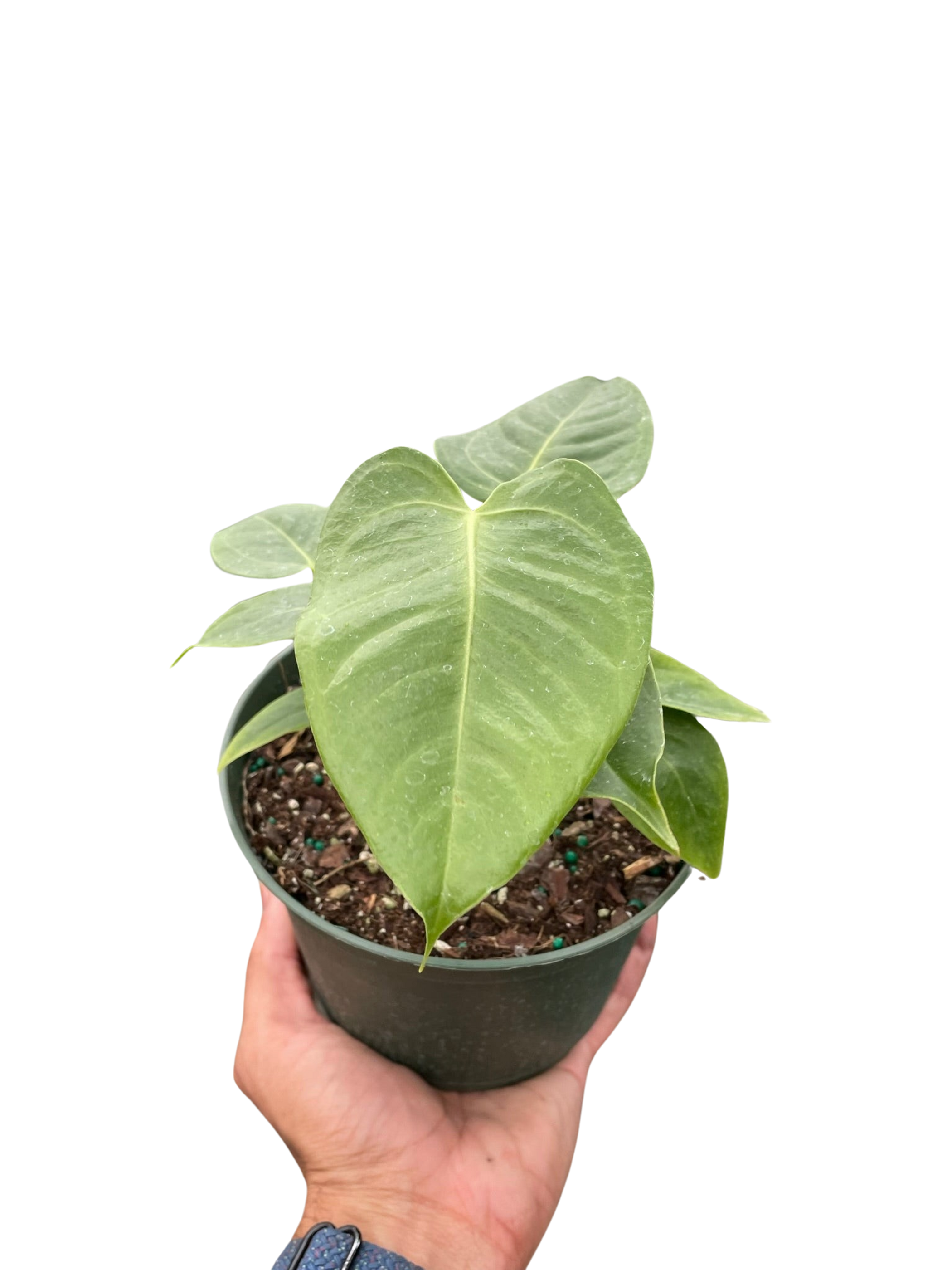 Anthurium 'Veitchii' - Garden