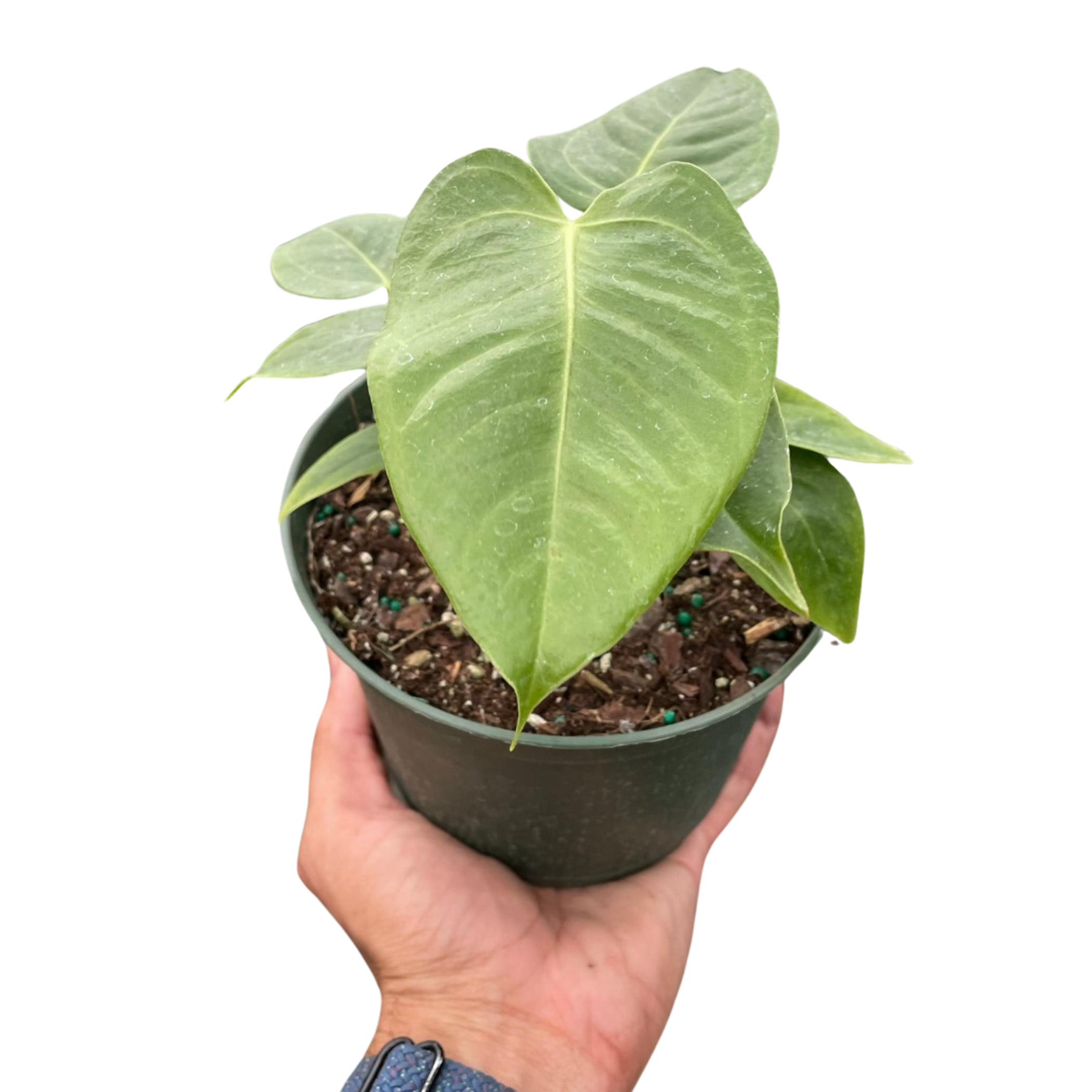 Anthurium 'Veitchii' - Garden