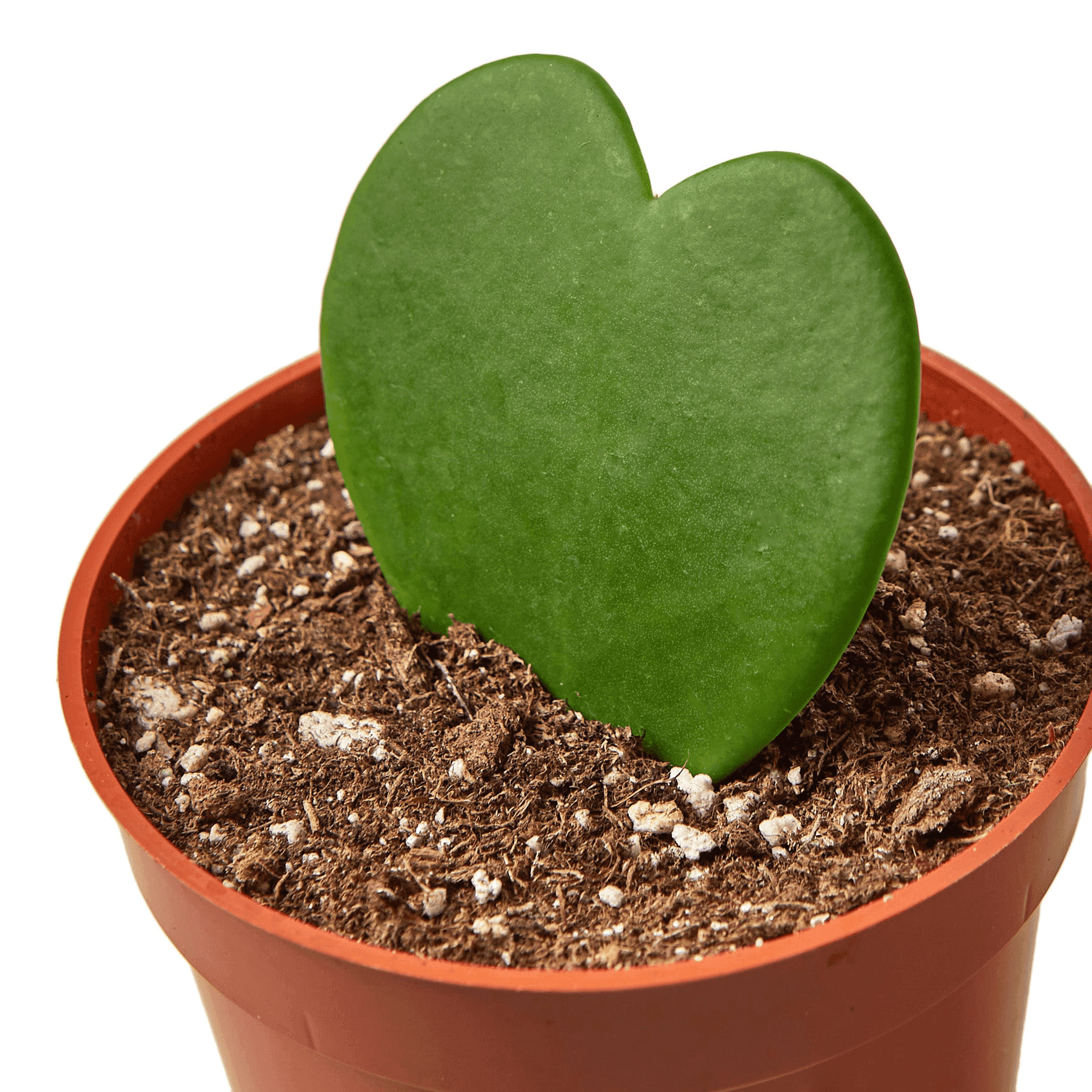 Large heart-shaped green hoya leaf in a terracotta pot with soil