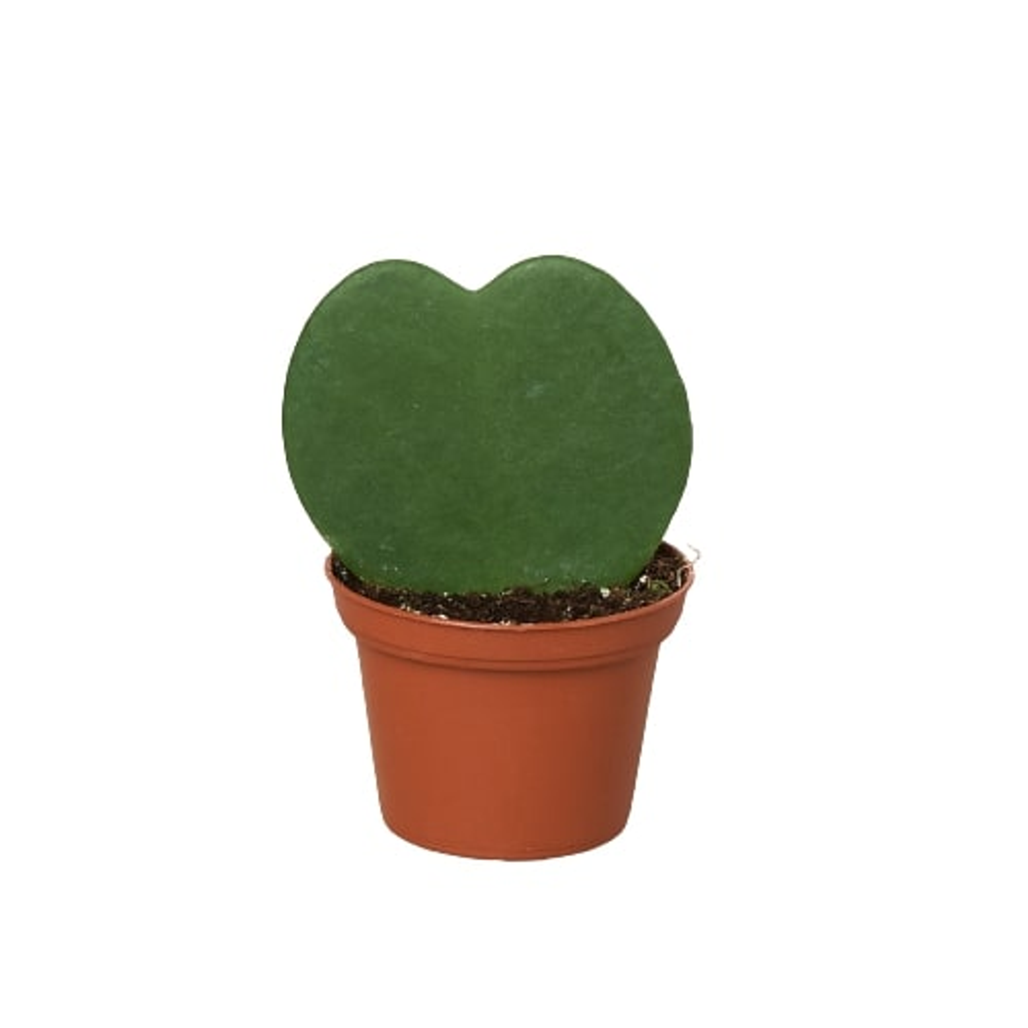 Heart-shaped hoya plant in small terracotta pot with single green heart leaf