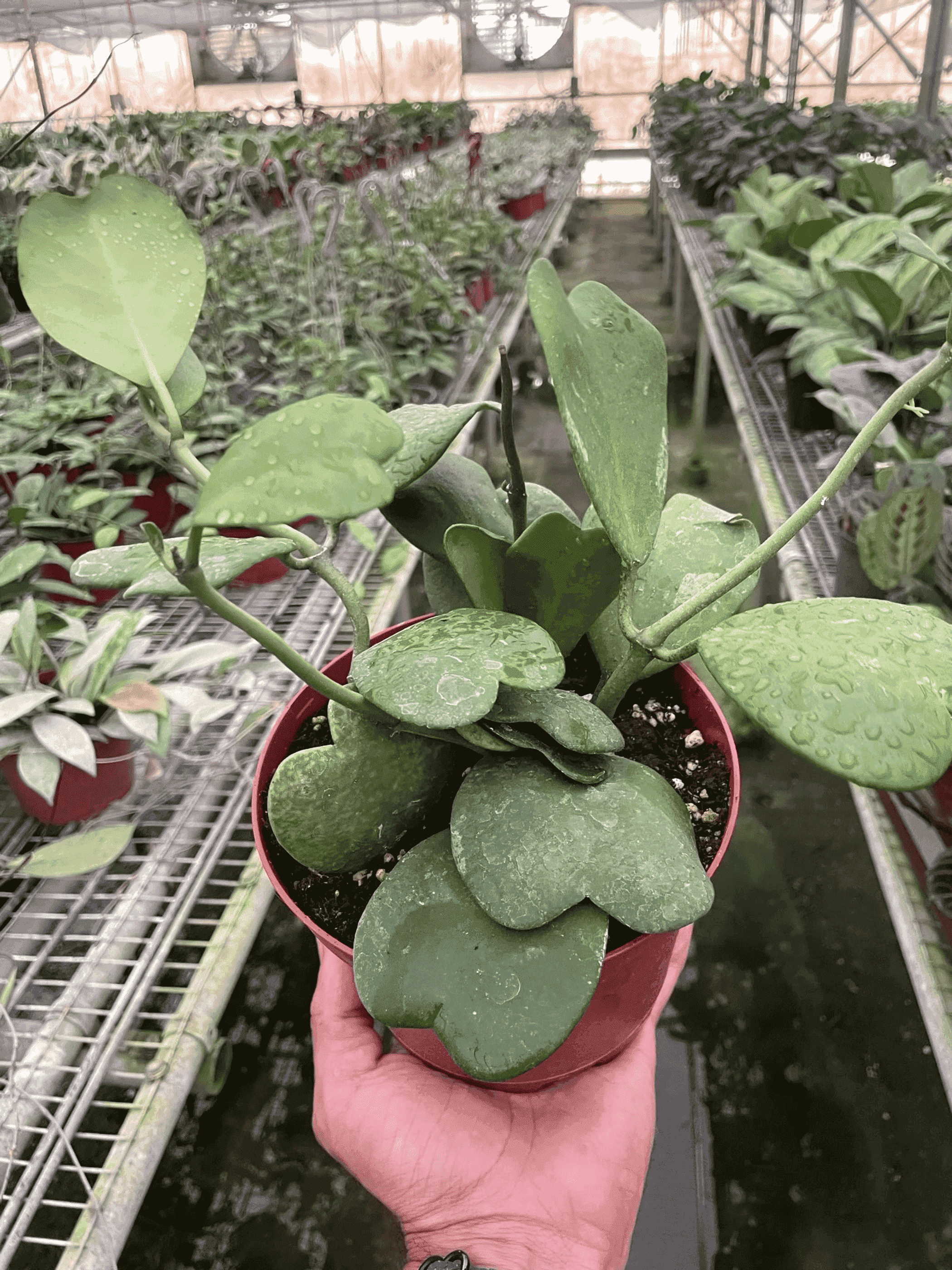 Heart-shaped hoya cutting in red pot held in hand, glossy green leaves
