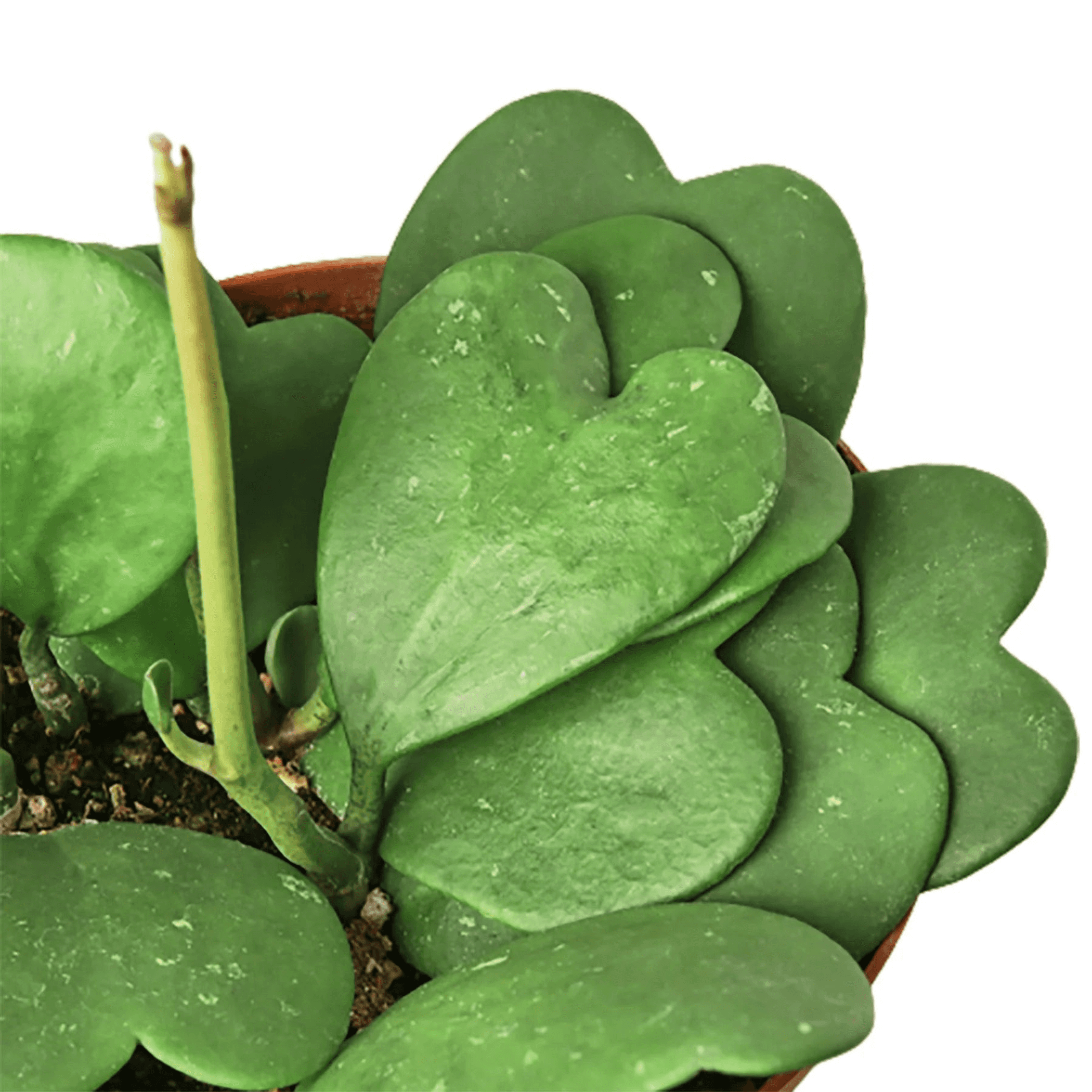 Heart-shaped green hoya leaves in a terracotta pot, close-up