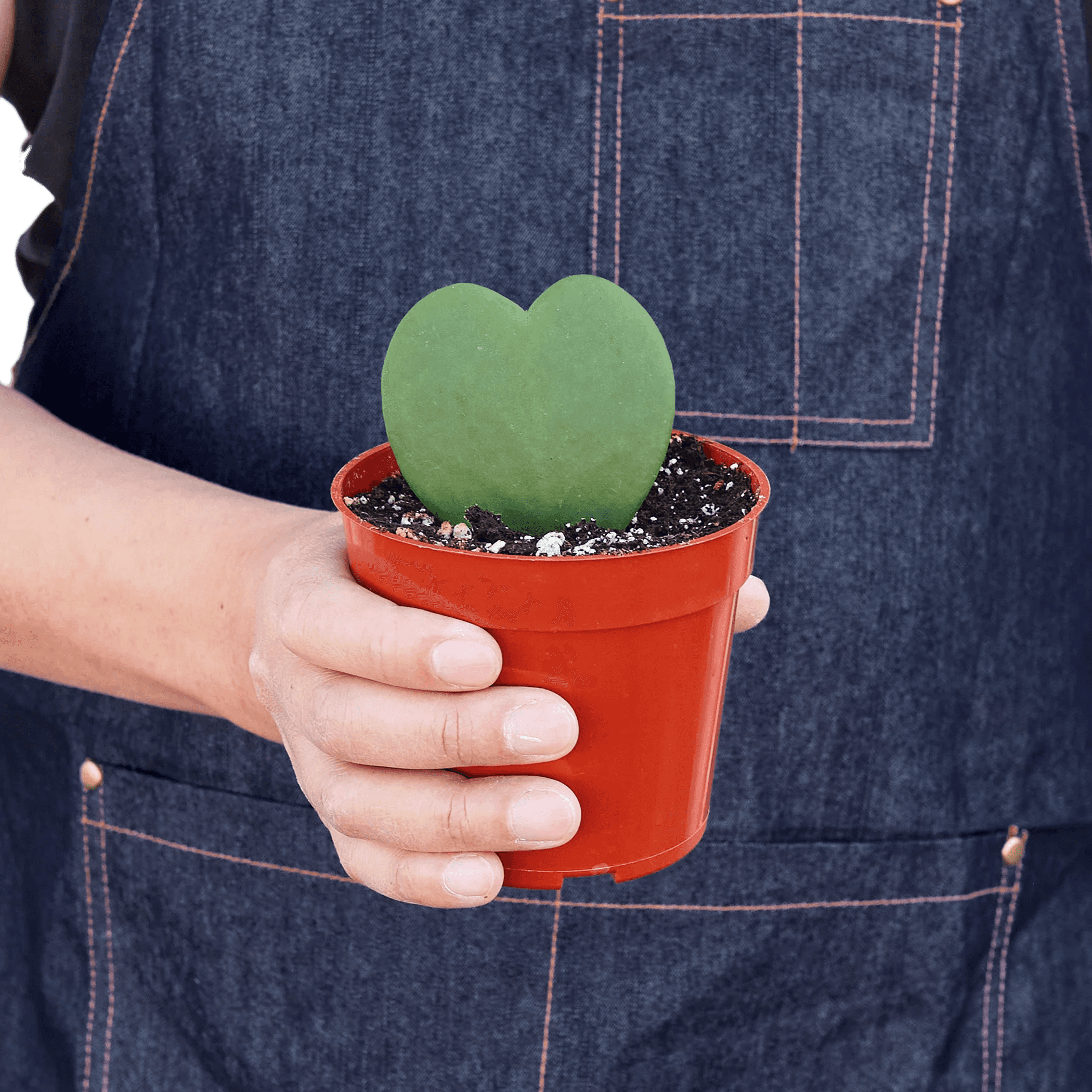 Heart-shaped hoya plant in a terracotta pot, held in hands