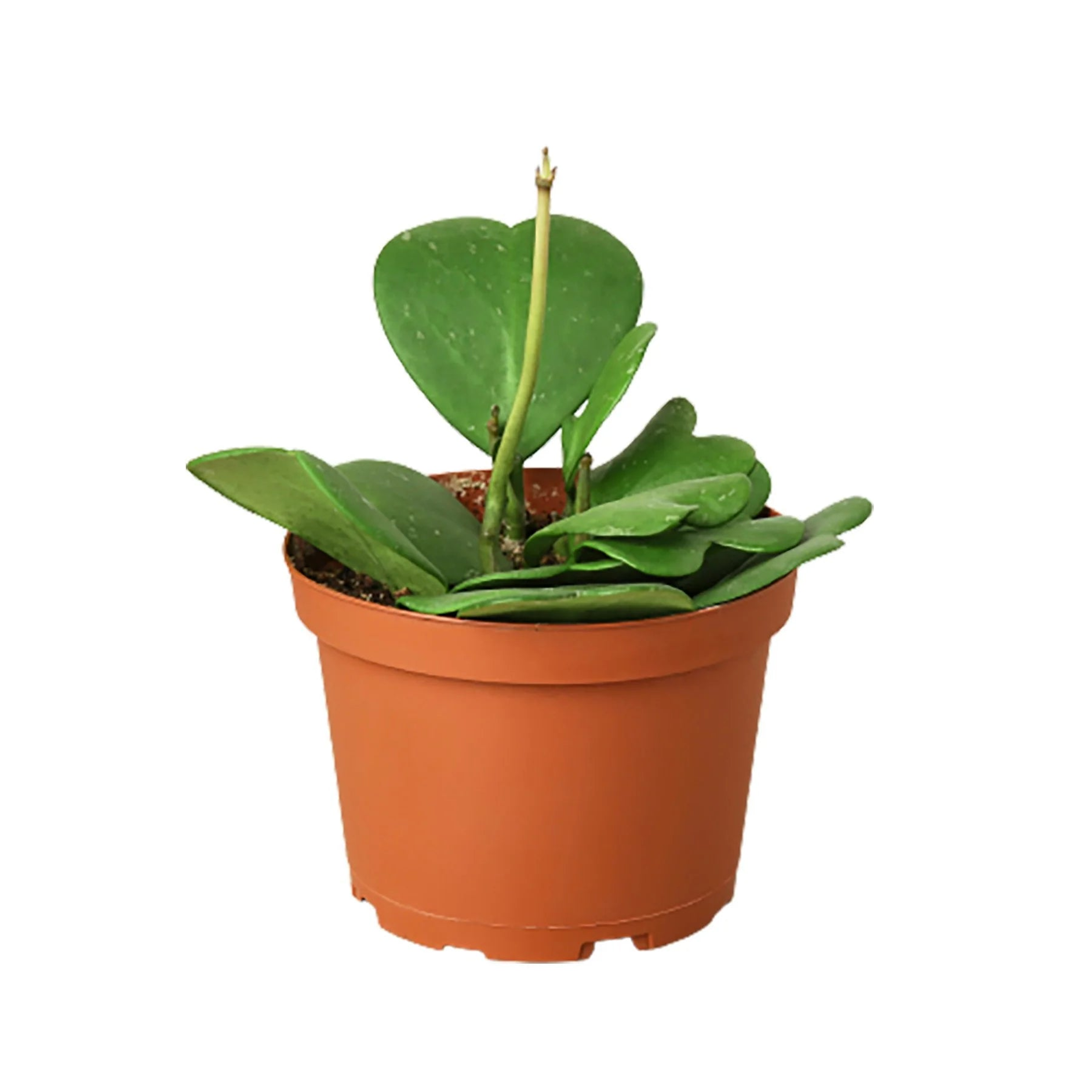 Heart-shaped hoya plant in orange pot with green leaves and upright stem