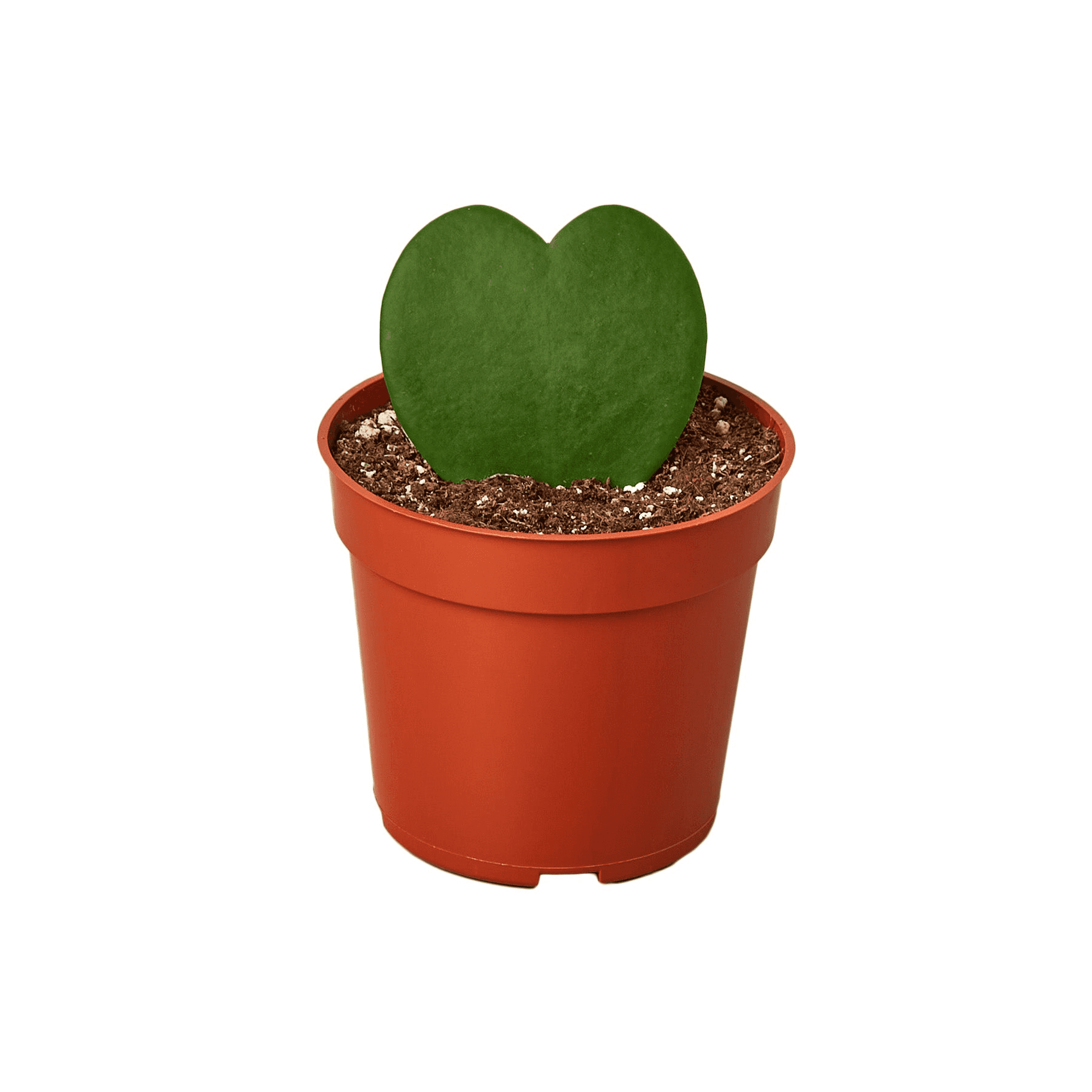 Heart-shaped green hoya leaves growing in a terracotta pot with soil
