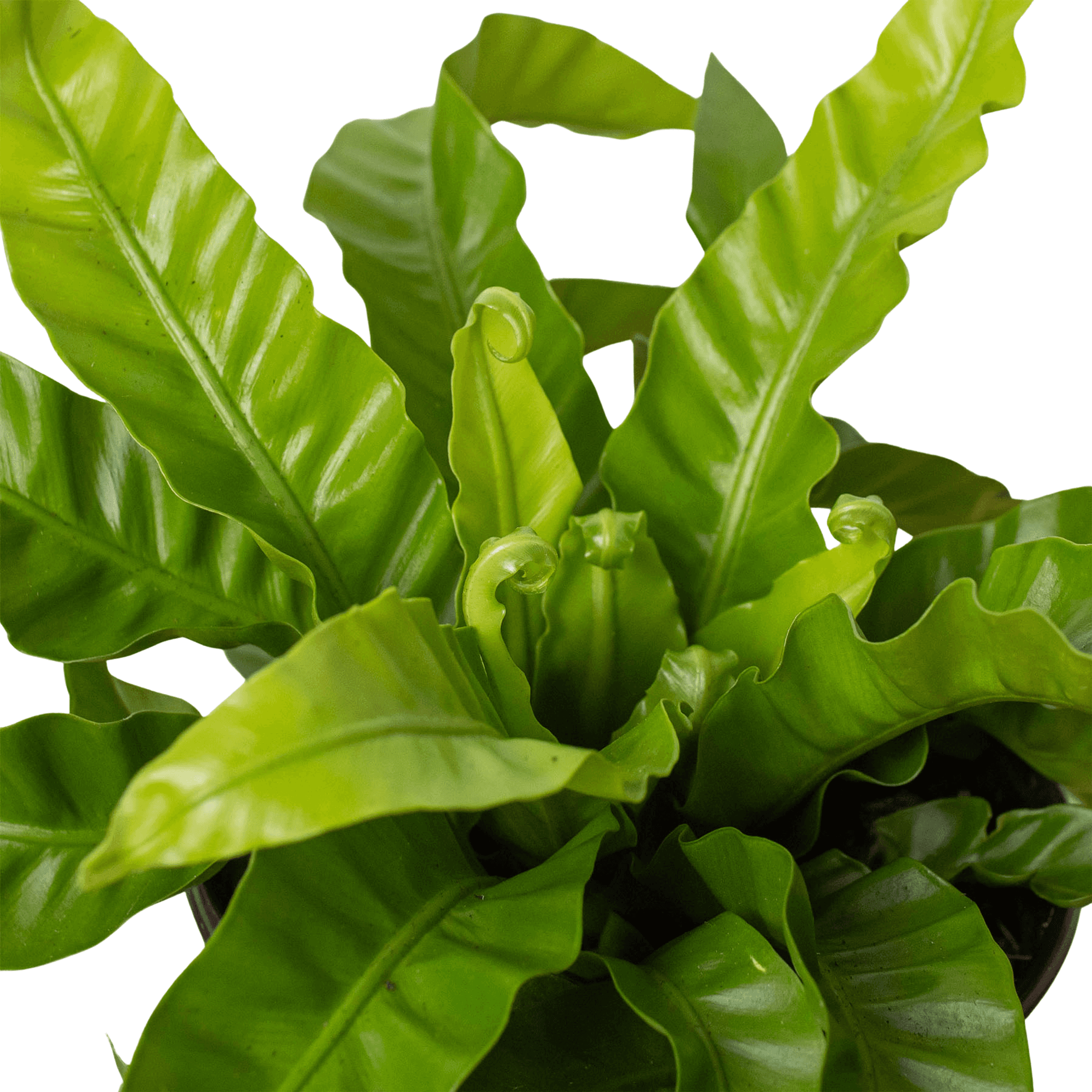 Fern 'Bird's Nest Hurricane' - Garden