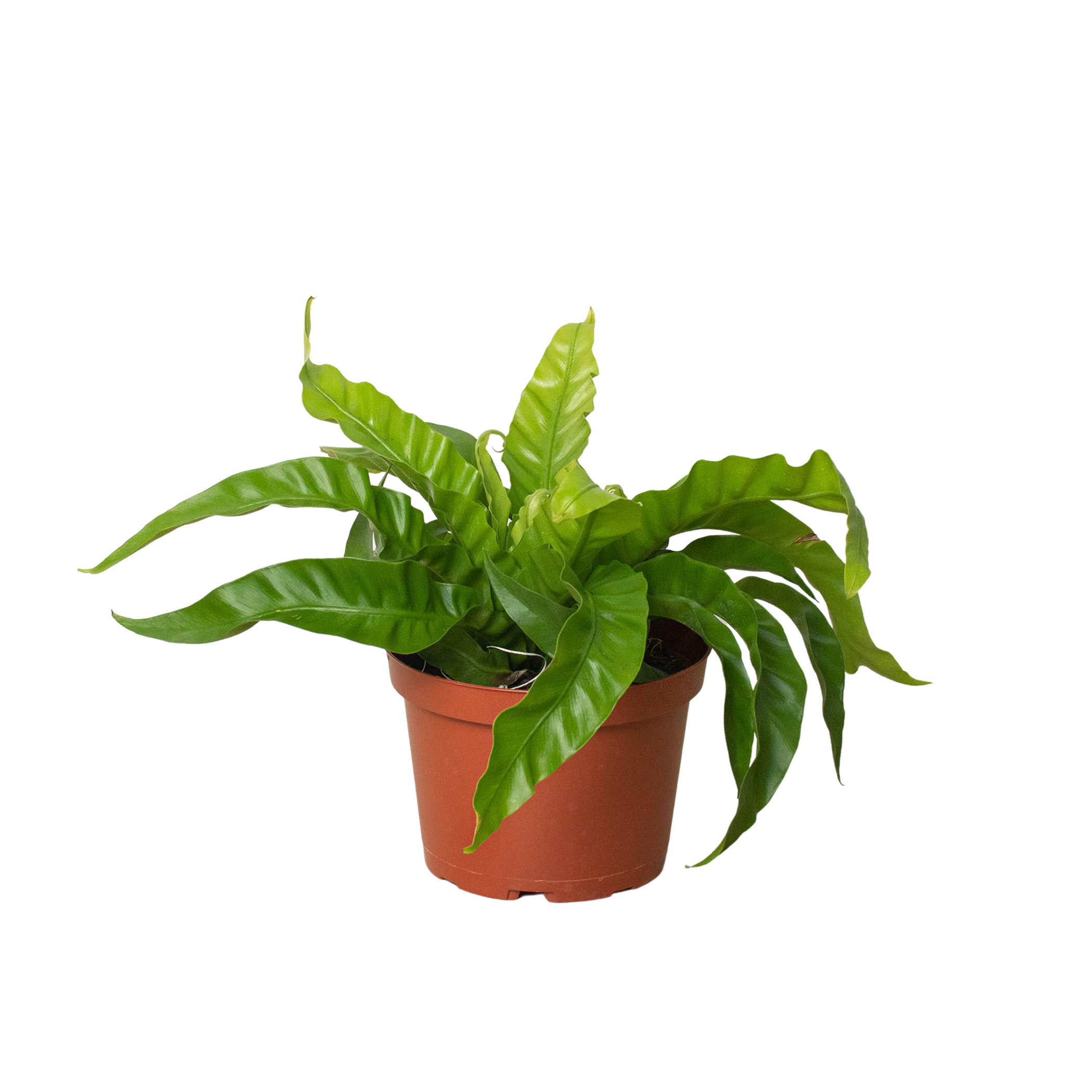 Fern 'Bird's Nest Hurricane' - Garden