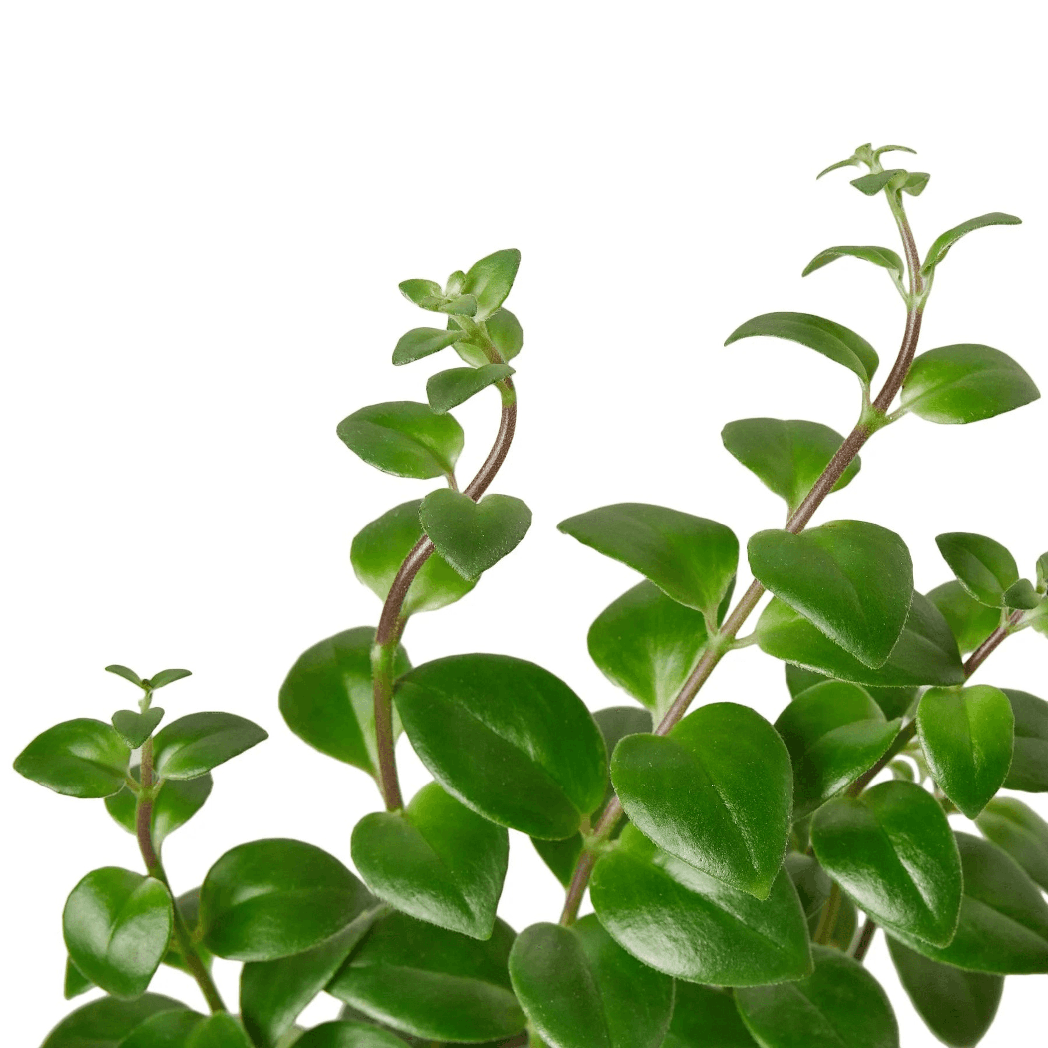 Lipstick plant with glossy green oval leaves on branching stems