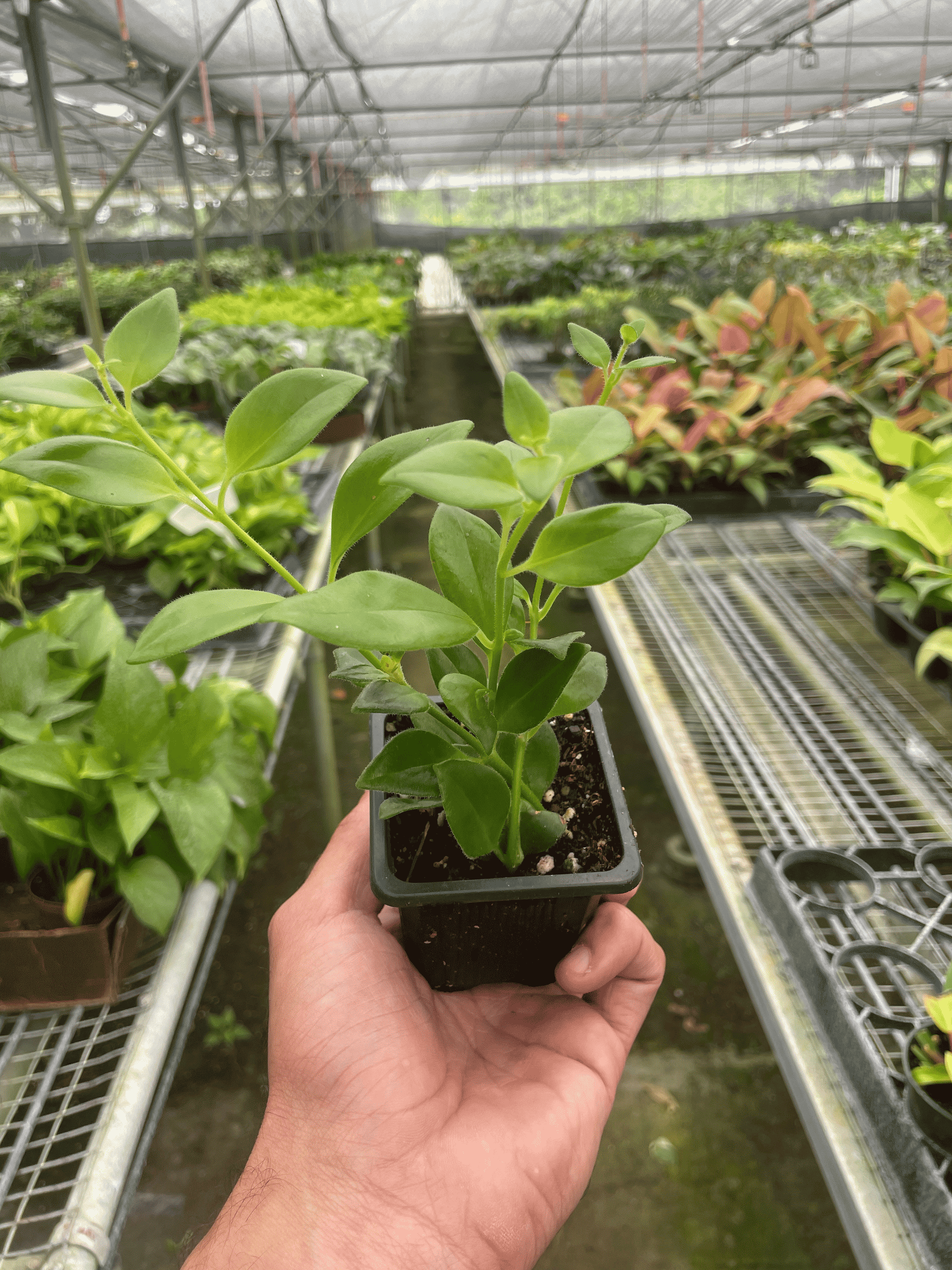 Lipstick plant in black square pot held in greenhouse with tray rows