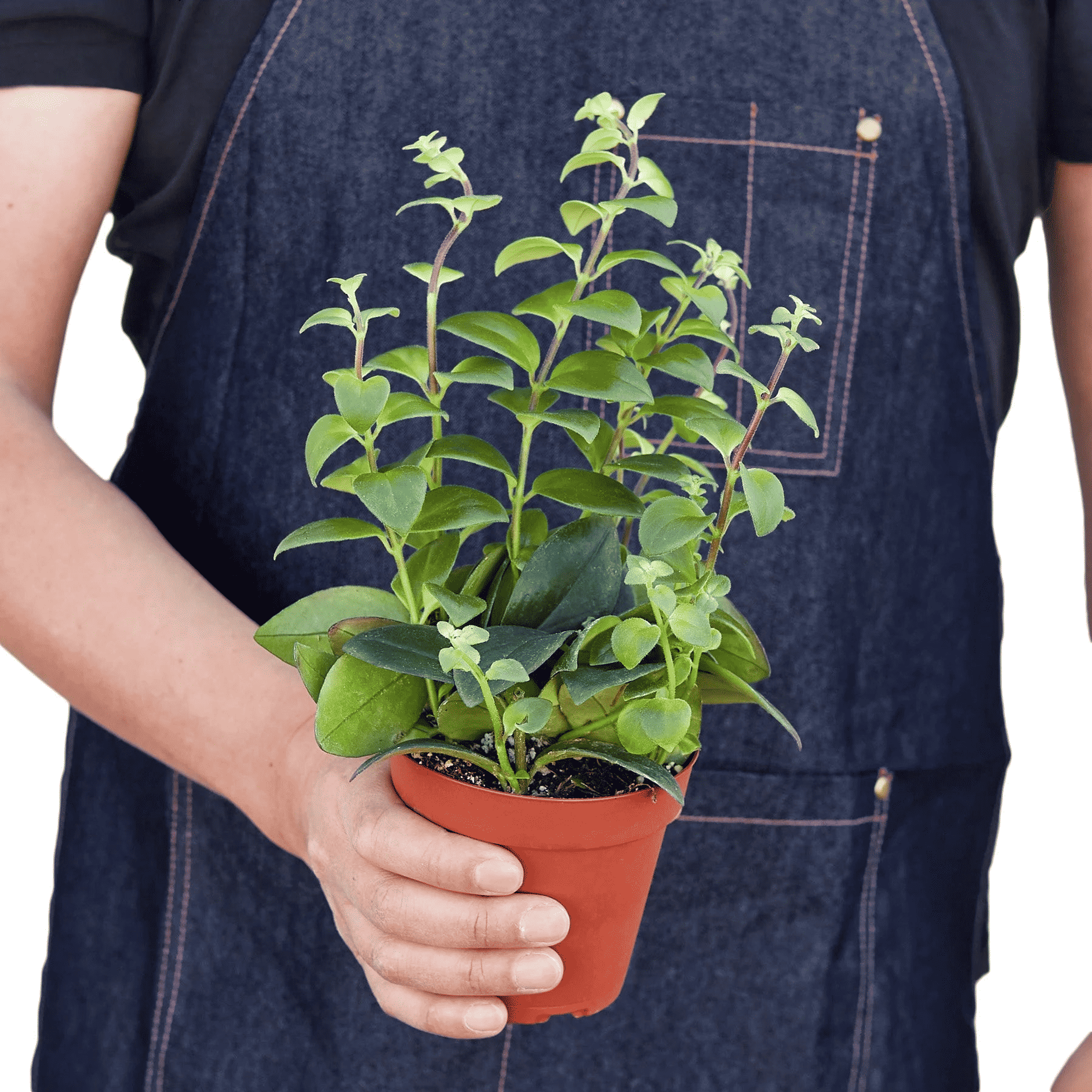 Lipstick plant in terracotta pot with dense green foliage, held by hands