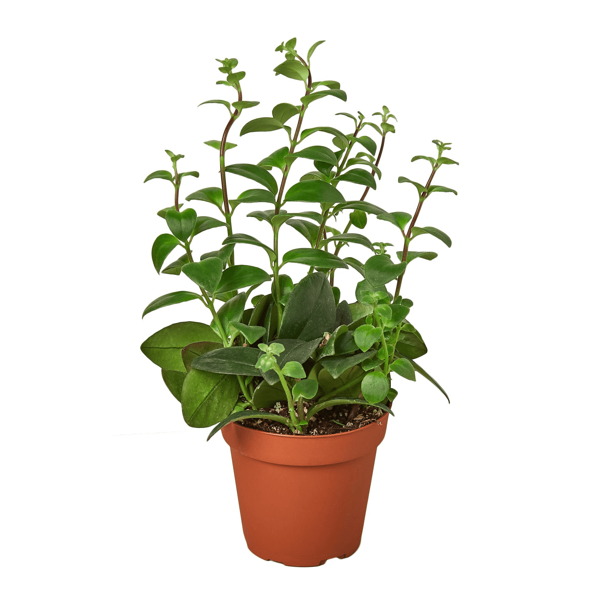 Lipstick plant in a terracotta pot with green leaves and upright stems