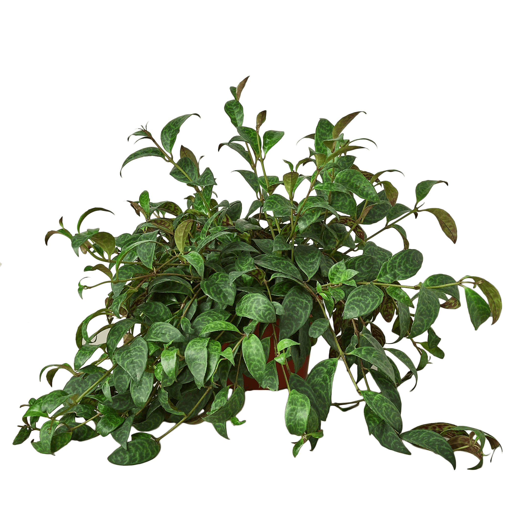 Lipstick plant bush with layered green leaves and thin brown stems