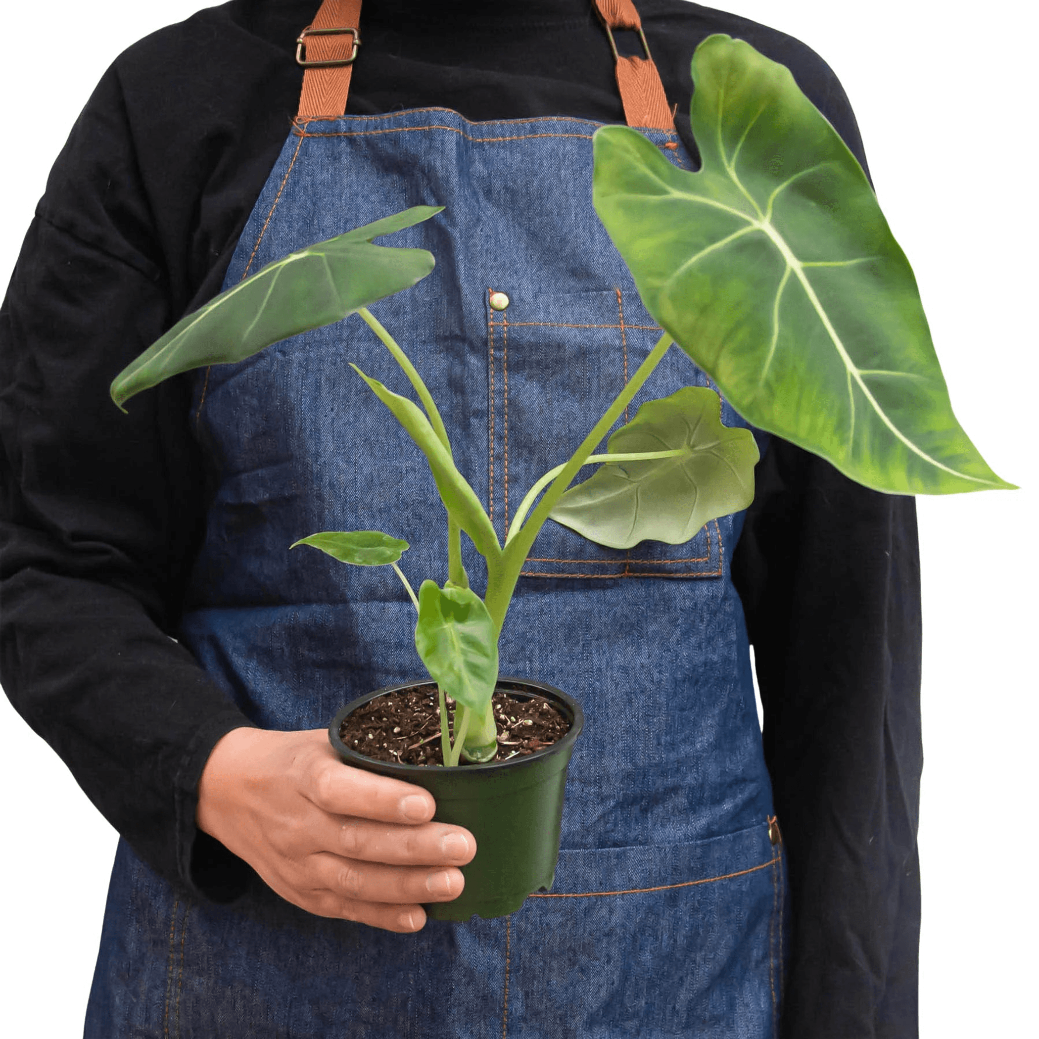 Alocasia plant with dark green arrow leaves in terracotta pot, held by gardener