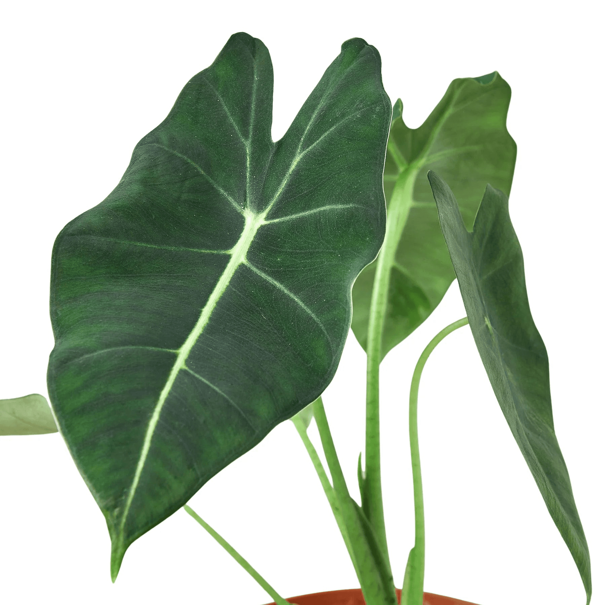 Alocasia leaf close-up with dark green leaves and pale veins on upright stems