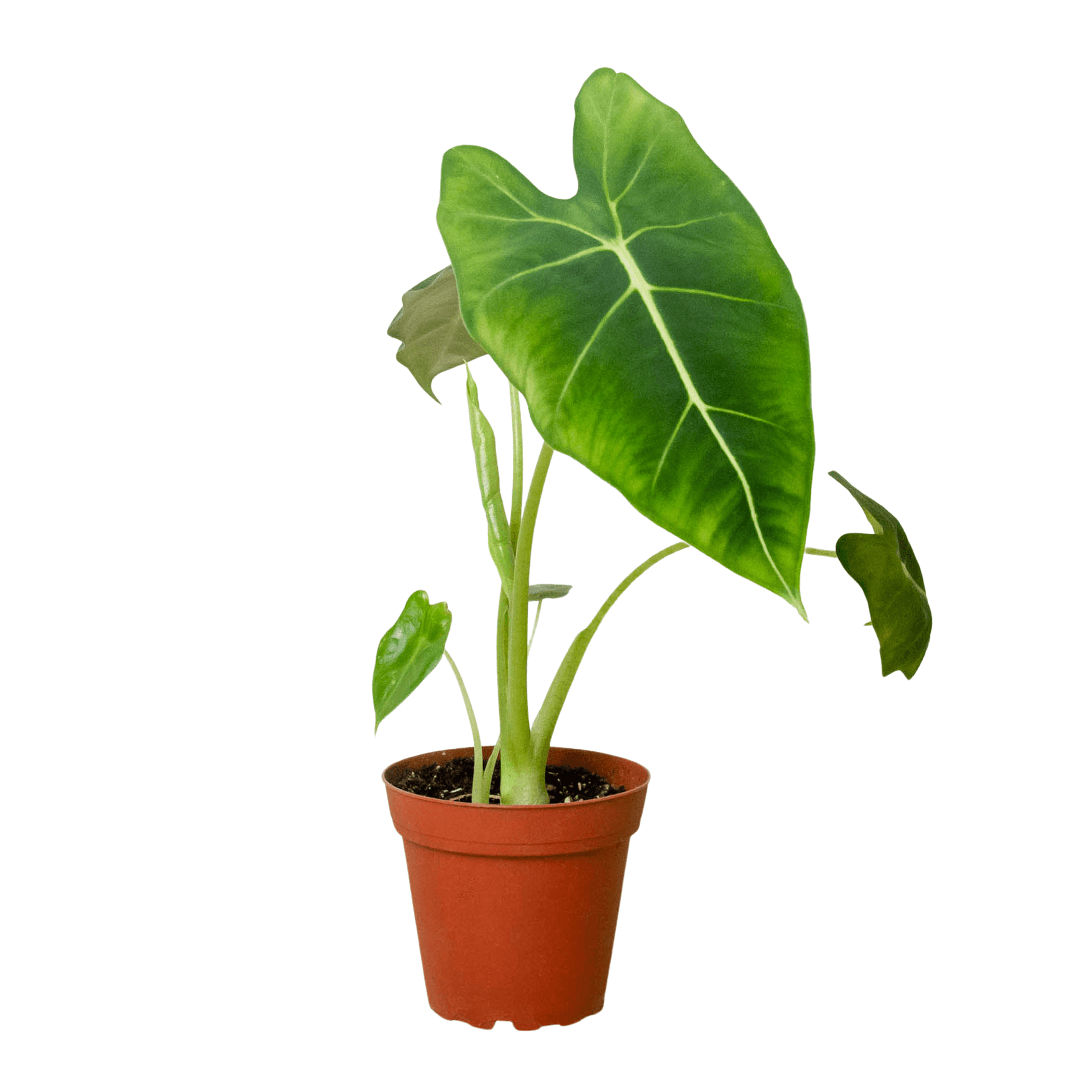 Alocasia plant in terracotta pot with large light green leaves and pale veins