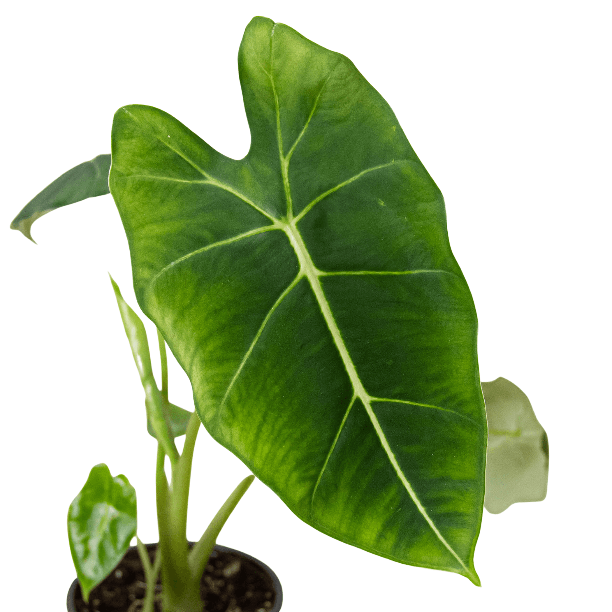 Alocasia close-up of glossy green leaf with pale veins over darker leaf