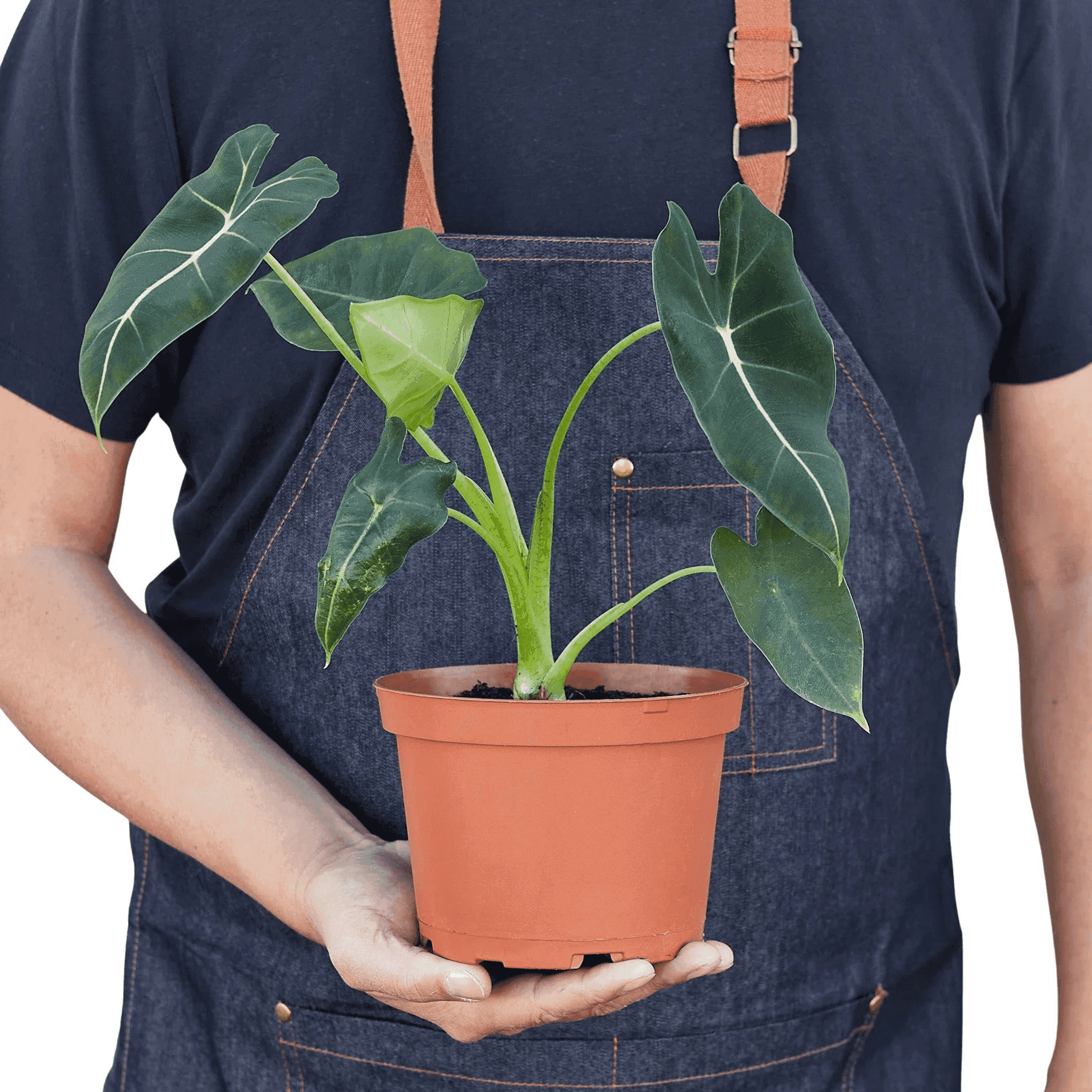 Alocasia plant in terracotta pot with green leaves, held at chest height