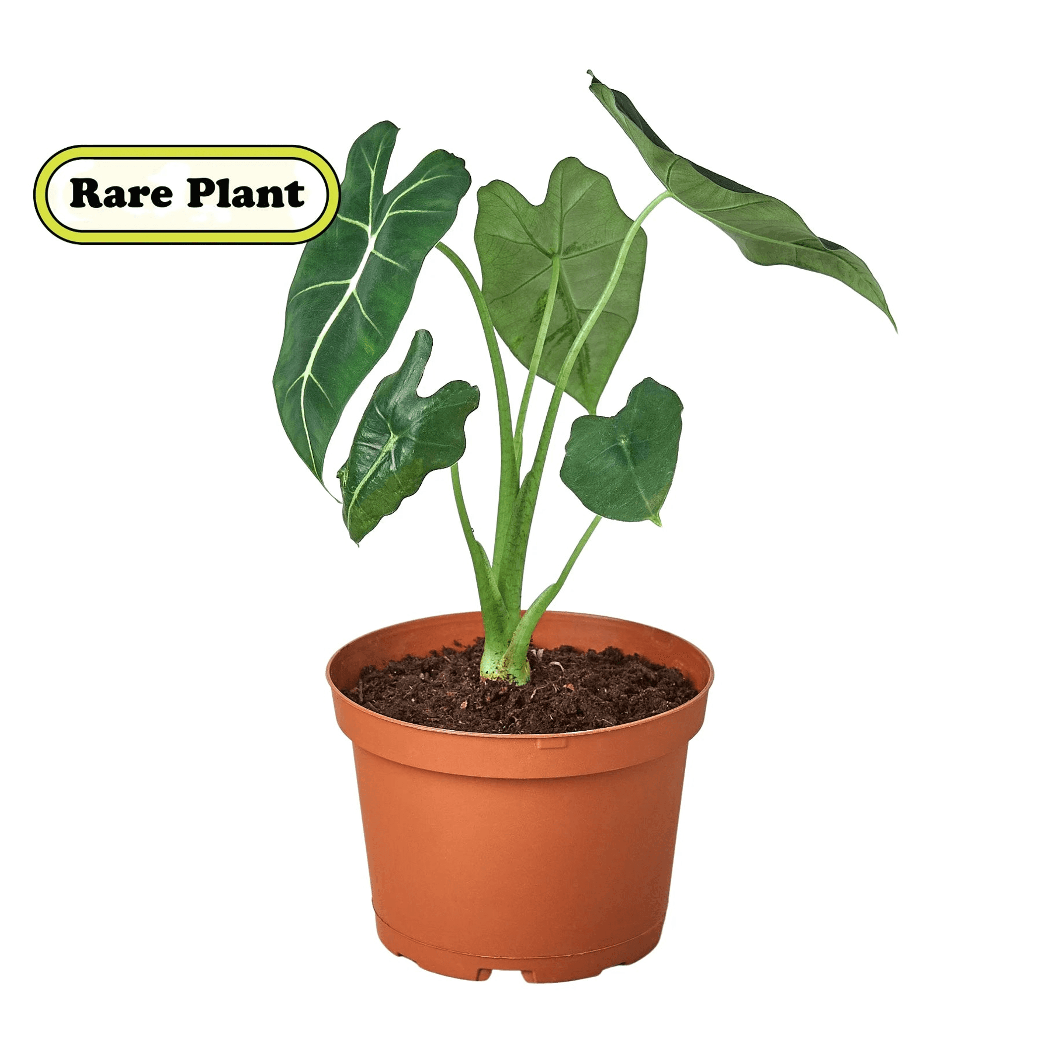 Alocasia plant in terracotta pot with broad green leaves and pale vein pattern