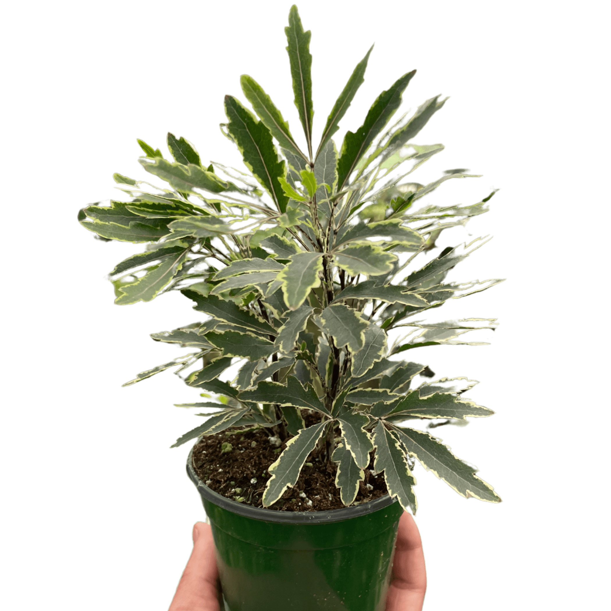 Aralia 'Bianca' - Garden