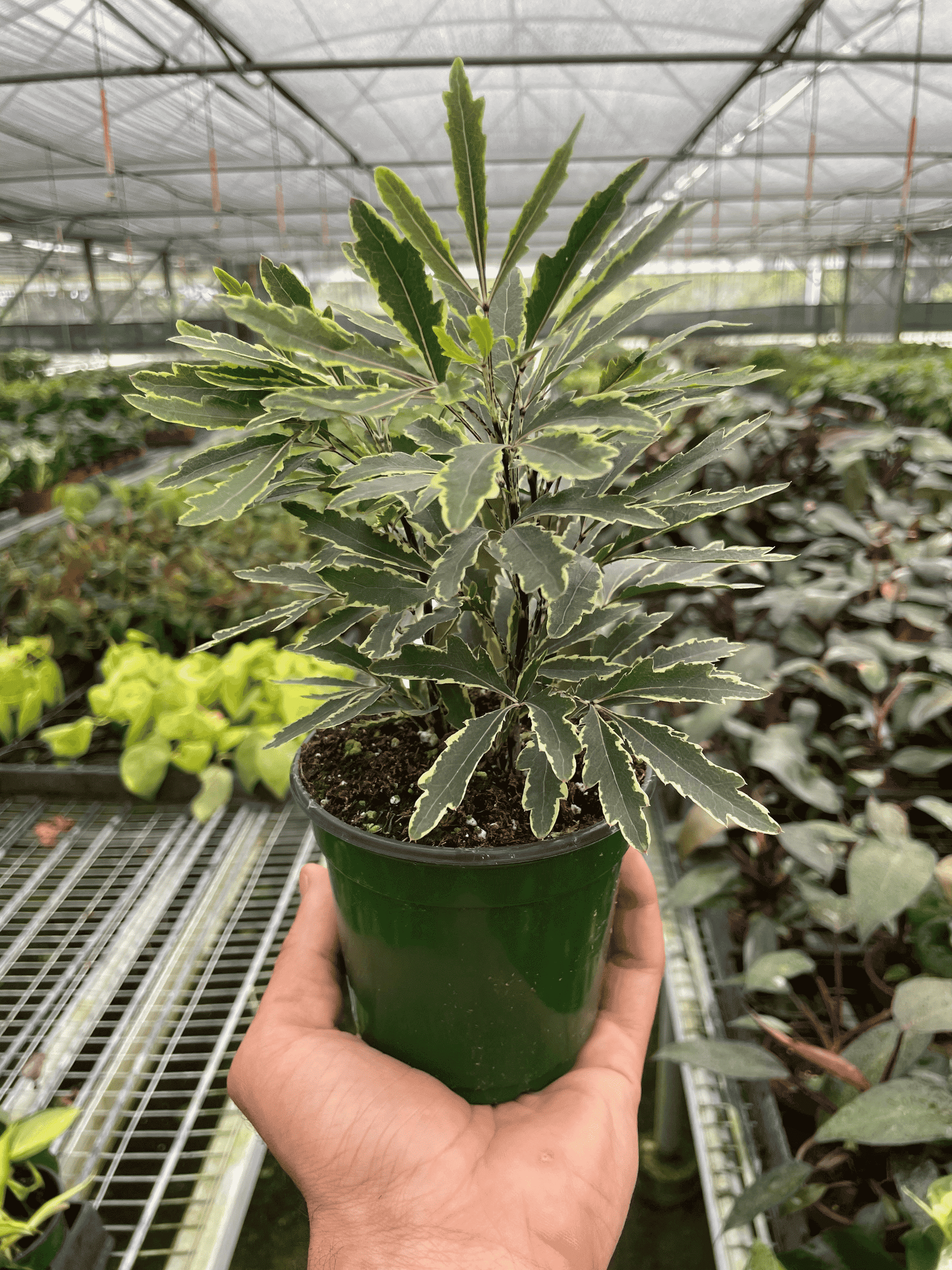 Aralia 'Bianca' - Garden