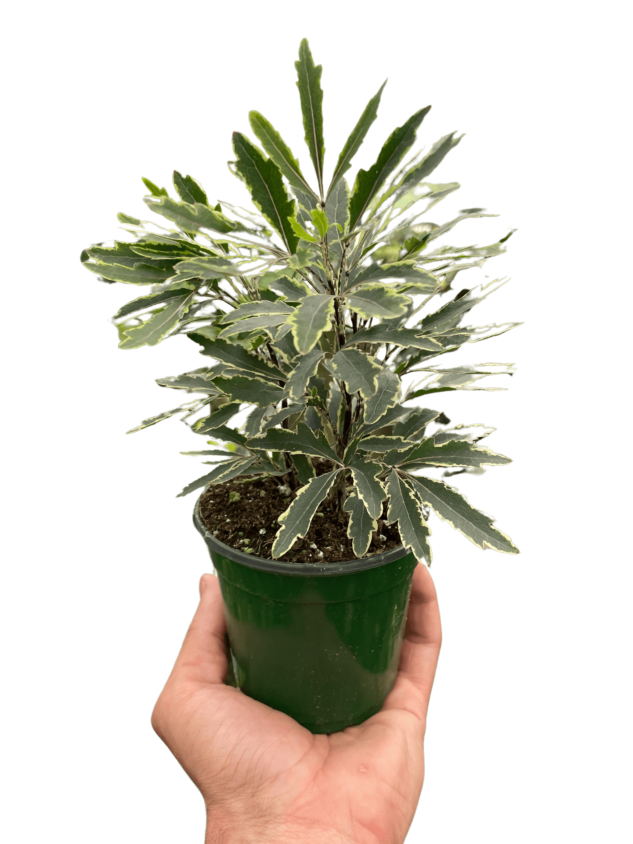 Aralia 'Bianca' - Garden