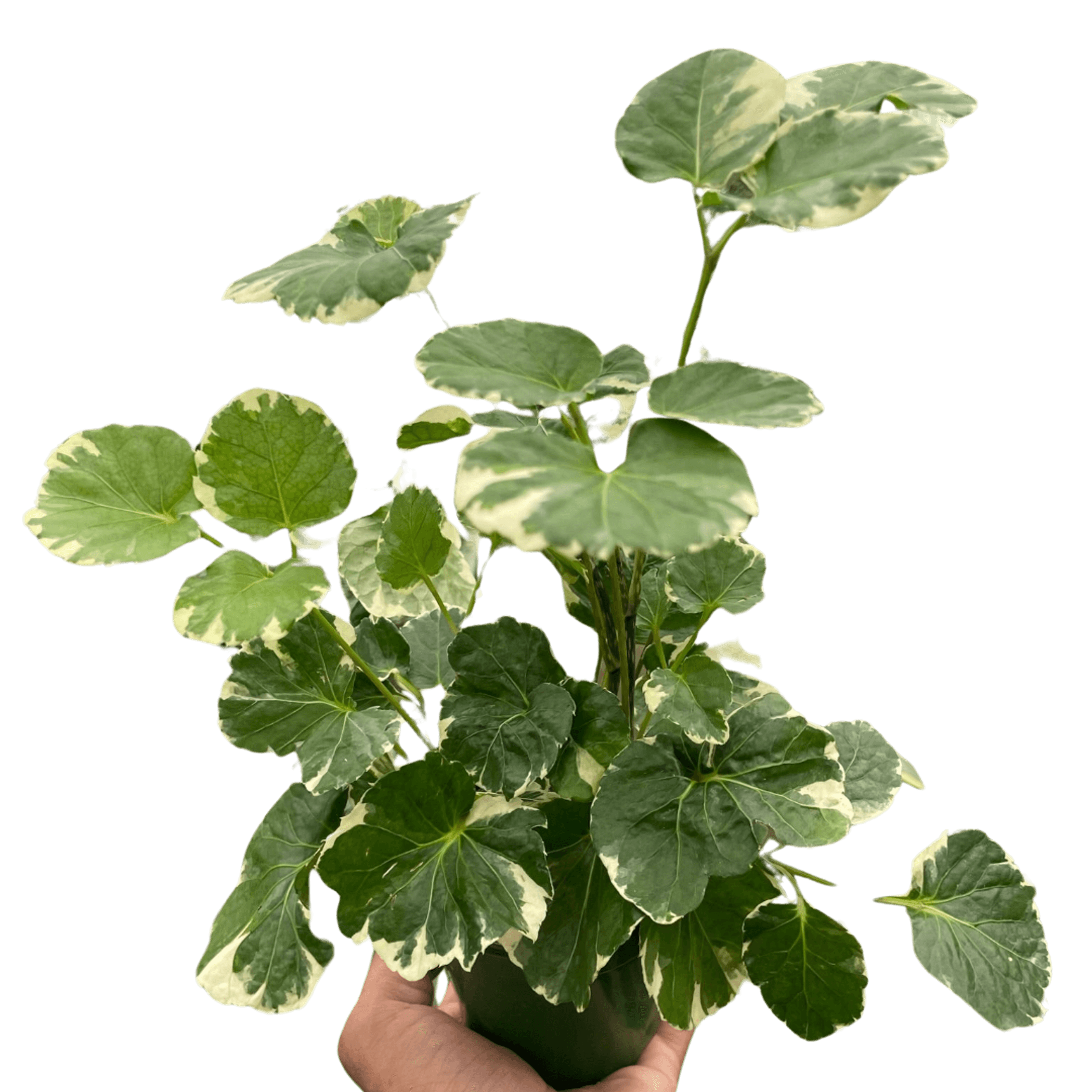 Variegated aralia plant in hand, green and cream lobed leaves